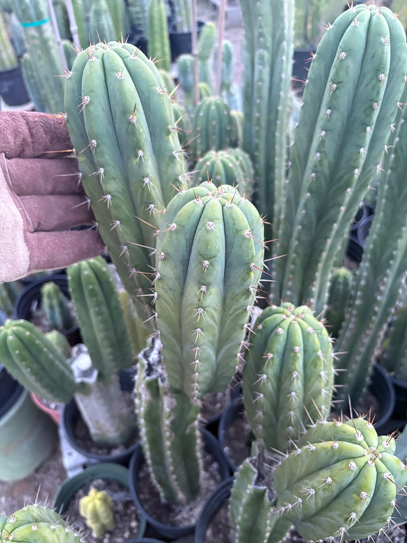 #EC103 Trichocereus Pachanoi “K-Valle” Cactus Cuttings 7-8”-Cactus - Large - Exact-The Succulent Source