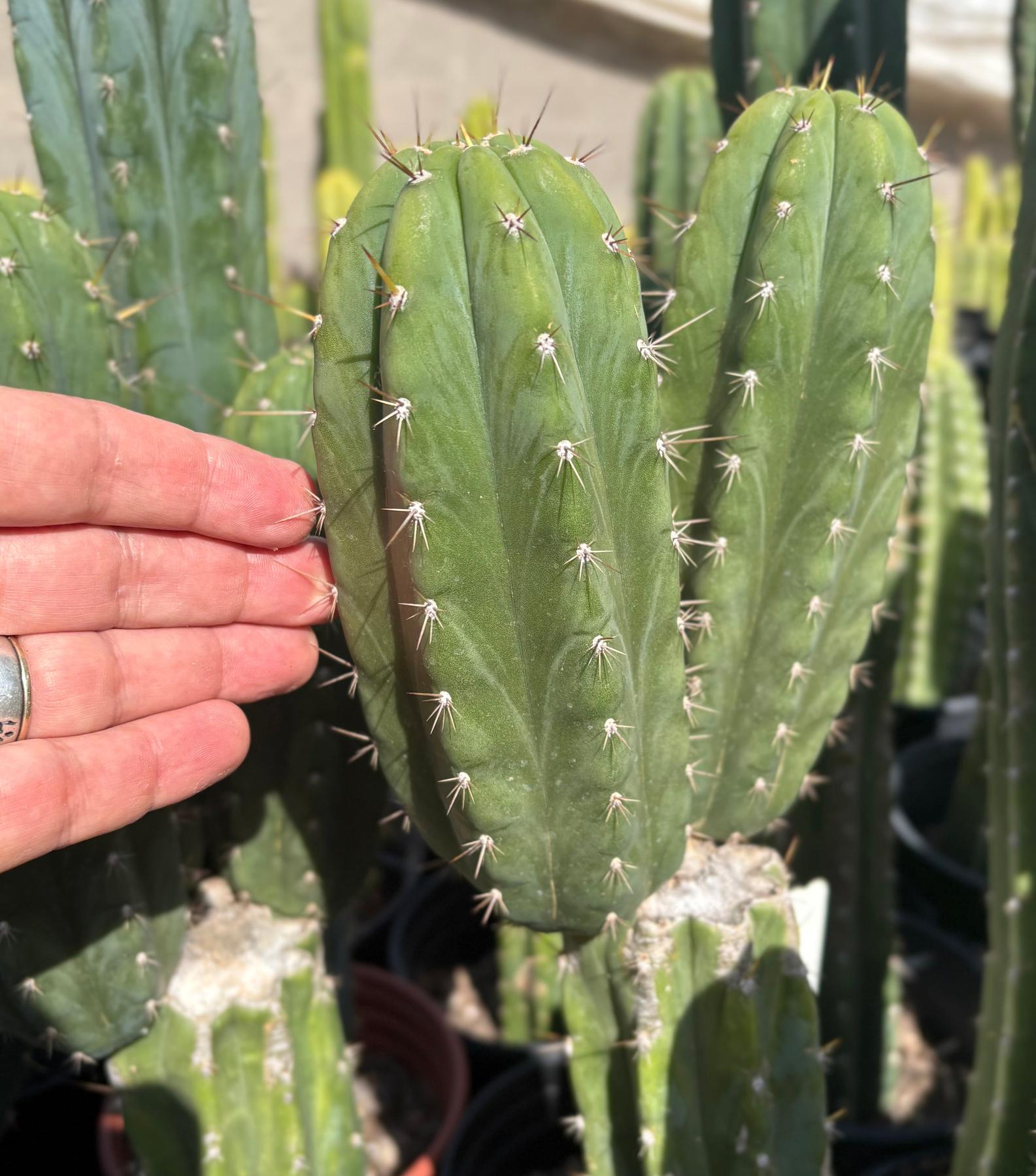 #EC103 Trichocereus Pachanoi “K-Valle” Cactus Cuttings 7-8”-Cactus - Large - Exact-The Succulent Source