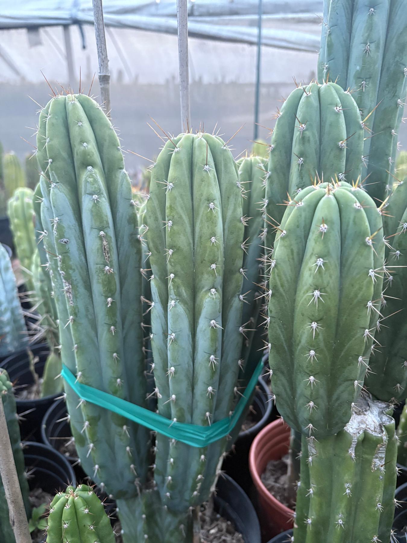#EC103 Trichocereus Pachanoi “K-Valle” Cactus Cuttings 7-8”-Cactus - Large - Exact-The Succulent Source