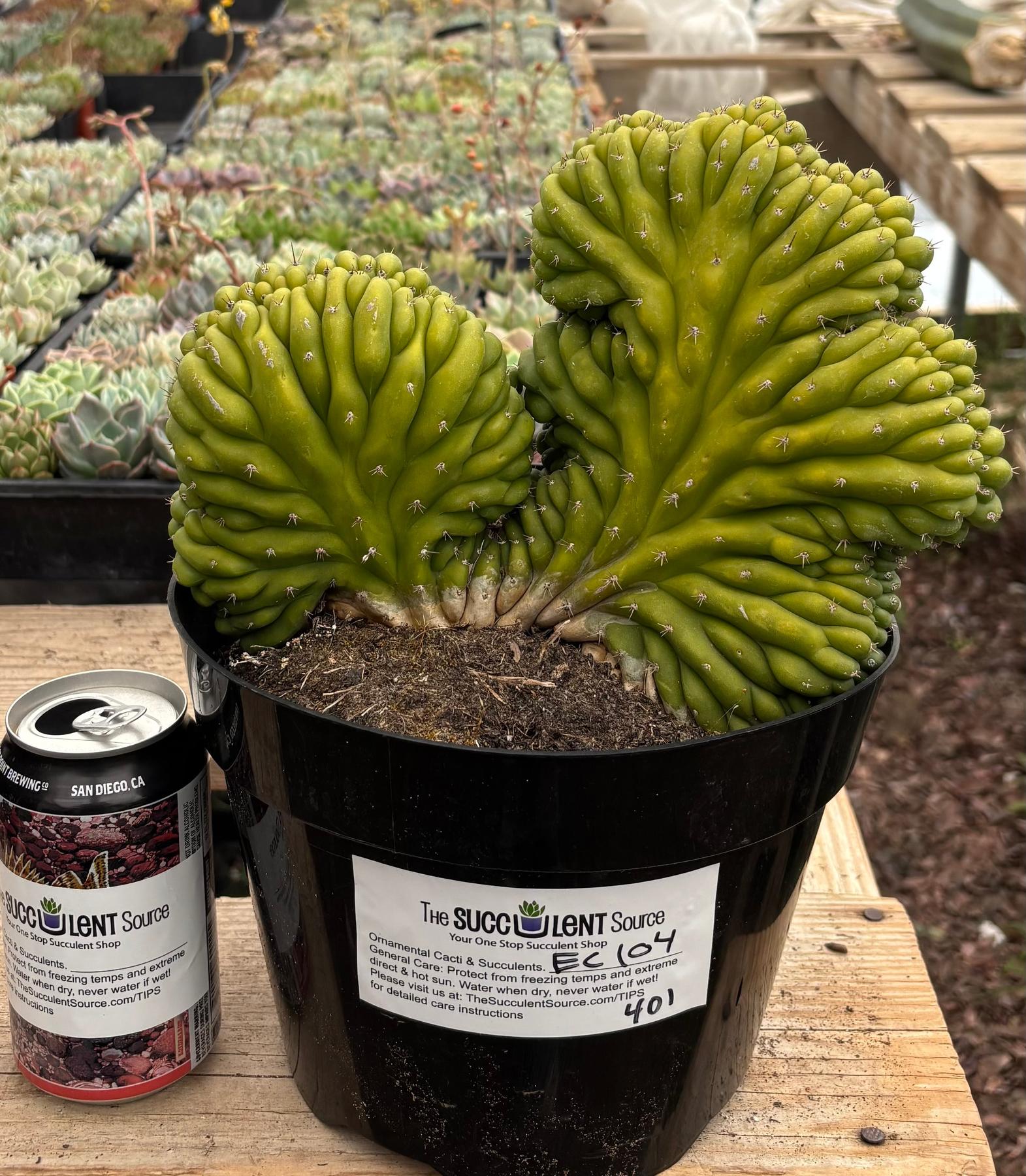 #EC104 EXACT Trichocereus Pachanoi Crested Cactus-Cactus - Large - Exact-The Succulent Source