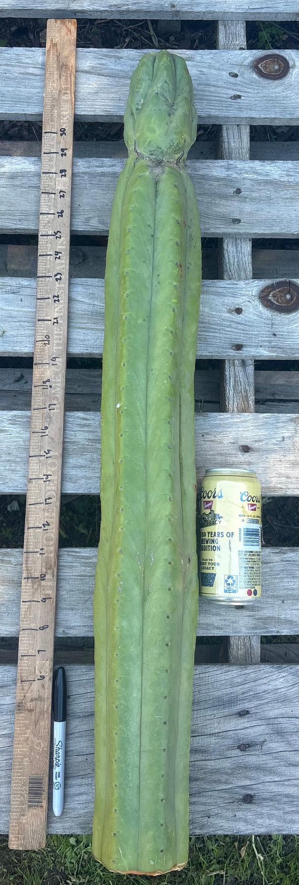 #EC106 EXACT Trichocereus Pachanoi Skip/CG Campground Cactus Cutting-Cactus - Large - Exact-The Succulent Source