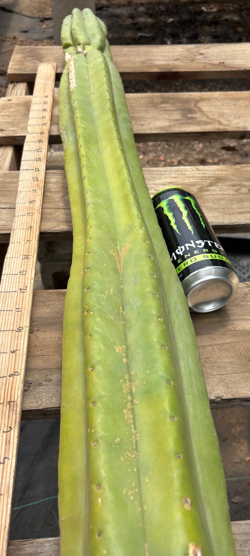 #EC106 EXACT Trichocereus Pachanoi Skip/CG Campground Cactus Cutting-Cactus - Large - Exact-The Succulent Source