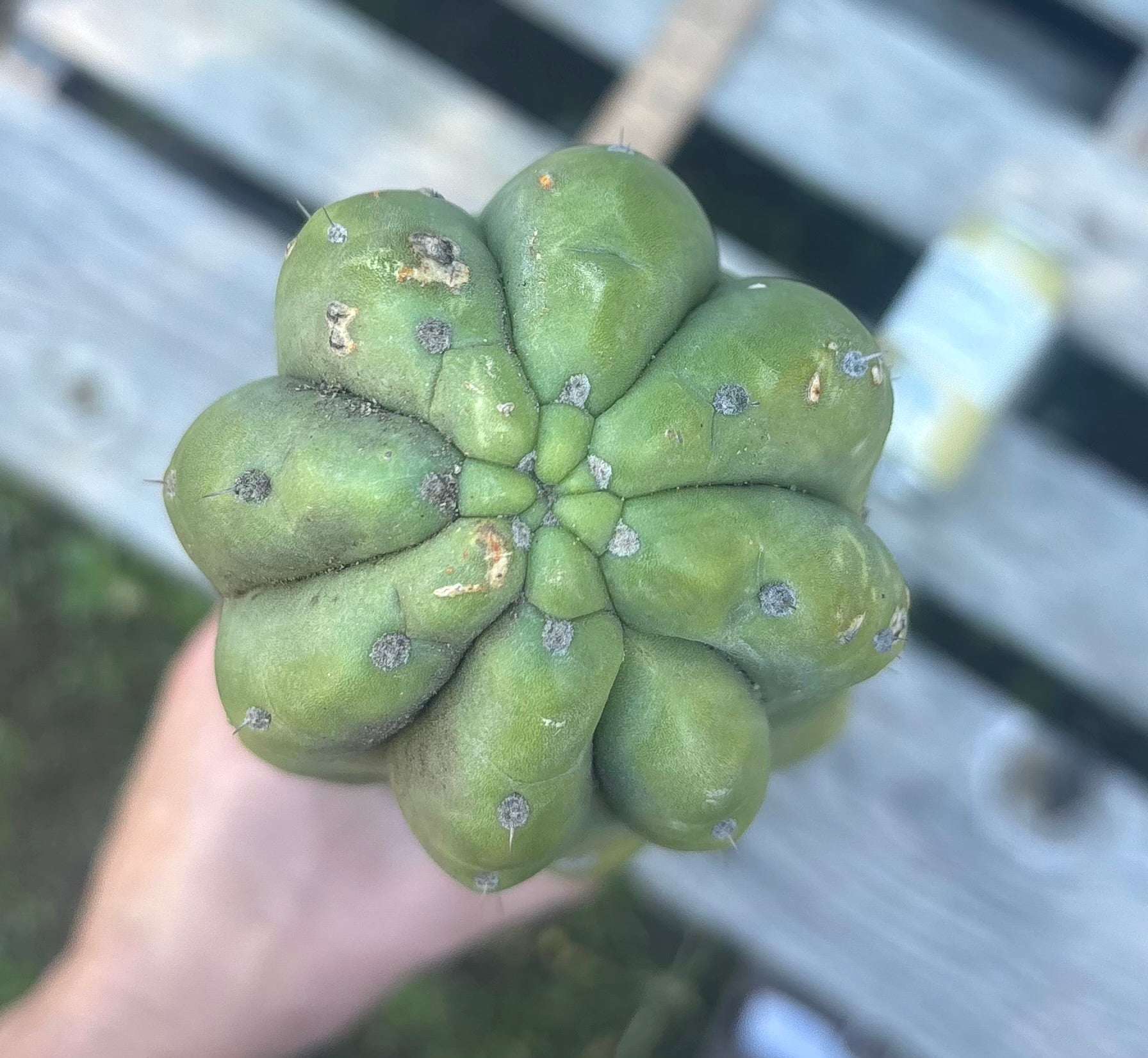 #EC106 EXACT Trichocereus Pachanoi Skip/CG Campground Cactus Cutting-Cactus - Large - Exact-The Succulent Source