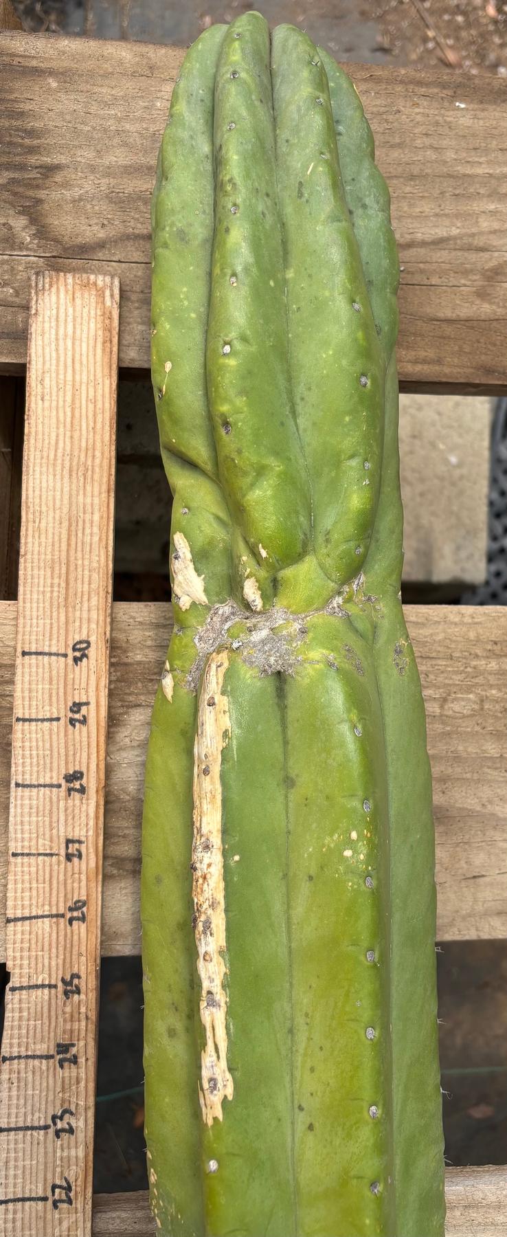 #EC106 EXACT Trichocereus Pachanoi Skip/CG Campground Cactus Cutting-Cactus - Large - Exact-The Succulent Source
