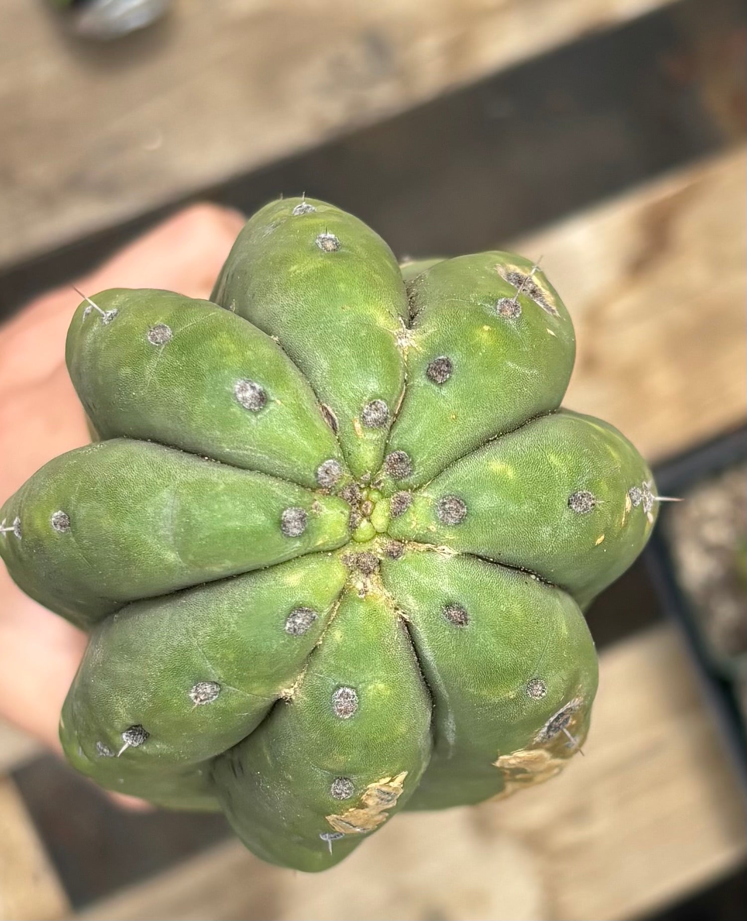 #EC106 EXACT Trichocereus Pachanoi Skip/CG Campground Cactus Cutting-Cactus - Large - Exact-The Succulent Source