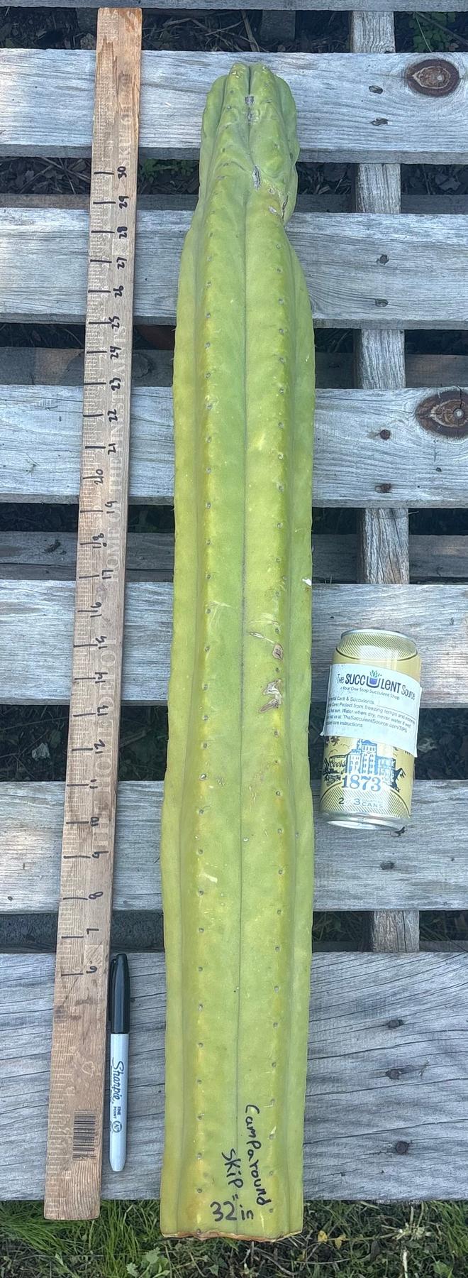 #EC106 EXACT Trichocereus Pachanoi Skip/CG Campground Cactus Cutting-Cactus - Large - Exact-The Succulent Source