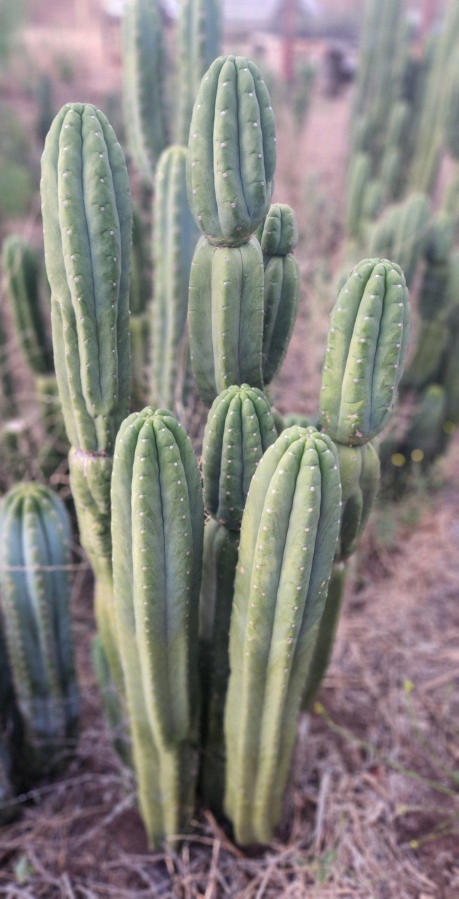 #EC106 EXACT Trichocereus Pachanoi Skip/CG Campground Cactus Cutting Trichocereus Pachanoi Skip Cutting 7-8