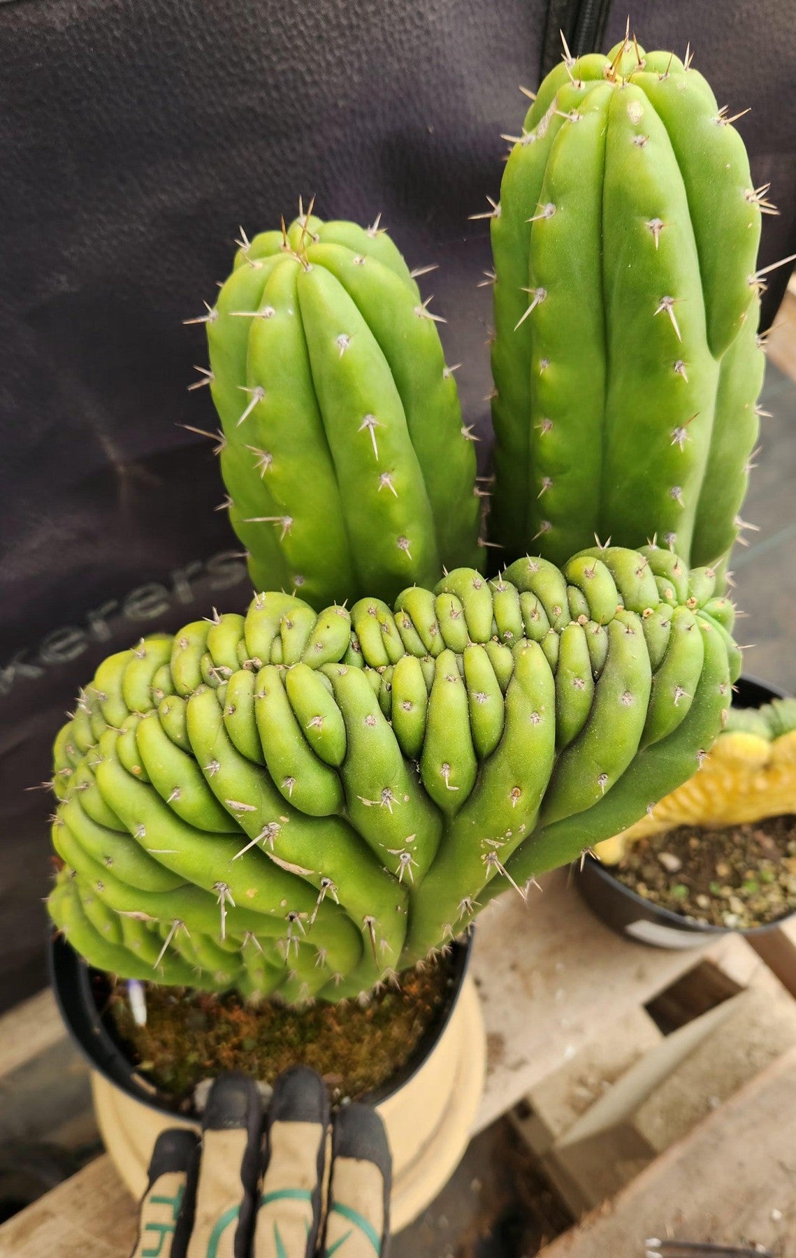 #EC109 Exact Trichocereus Pachanoi Crested Cactus-Cactus - Large - Exact-The Succulent Source