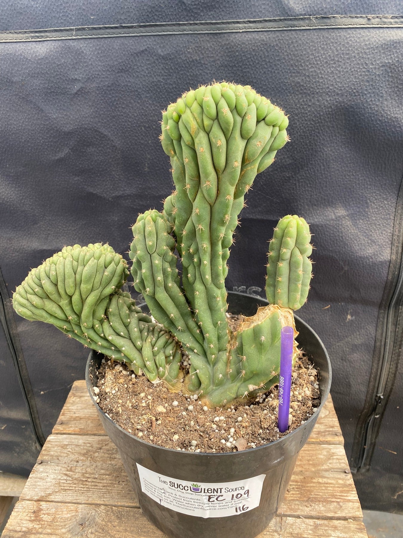 #EC109 Exact Trichocereus Pachanoi Crested Cactus-Cactus - Large - Exact-The Succulent Source