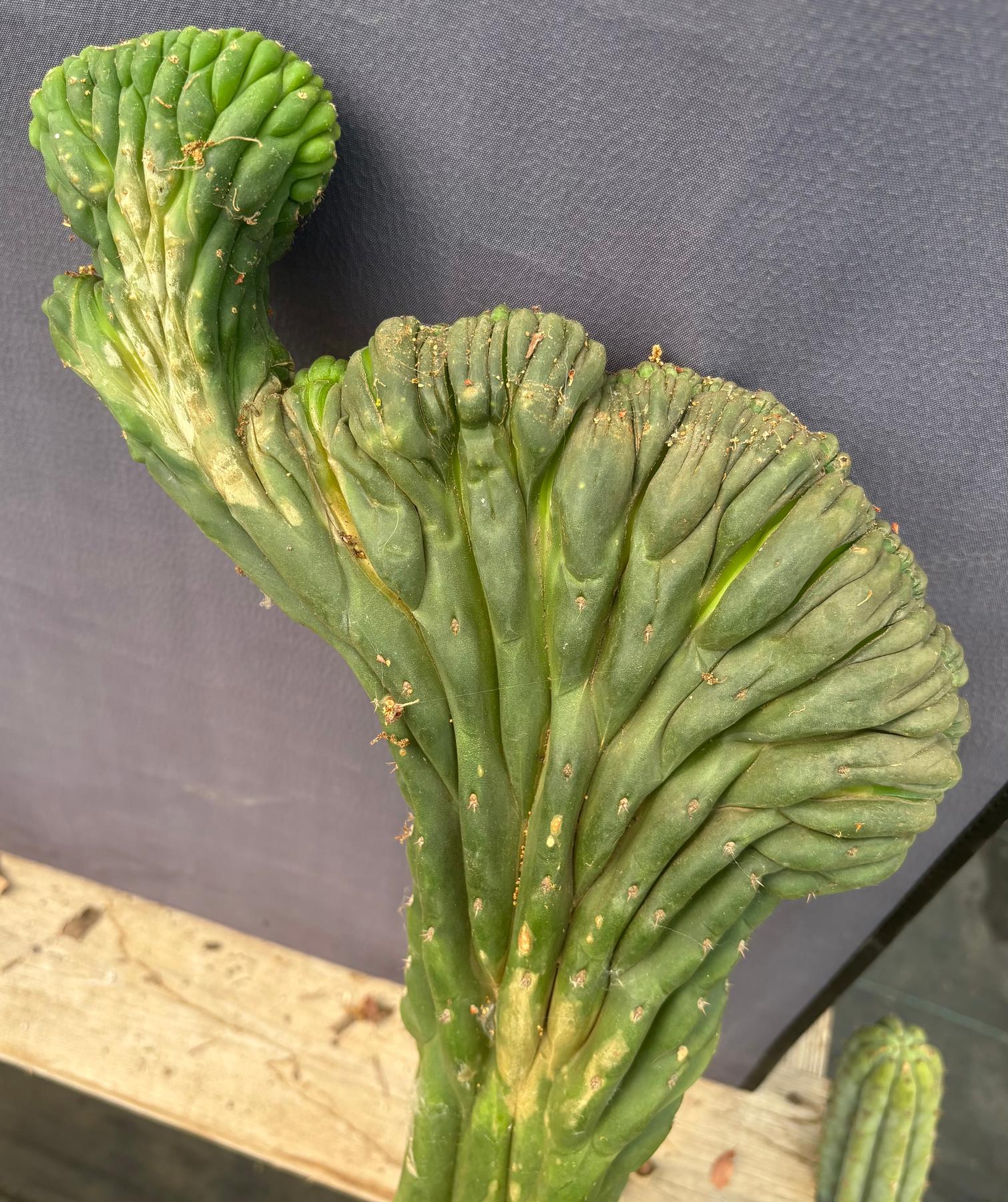 #EC109 Exact Trichocereus Pachanoi Crested Cactus Cutting 23”-Cactus - Large - Exact-The Succulent Source