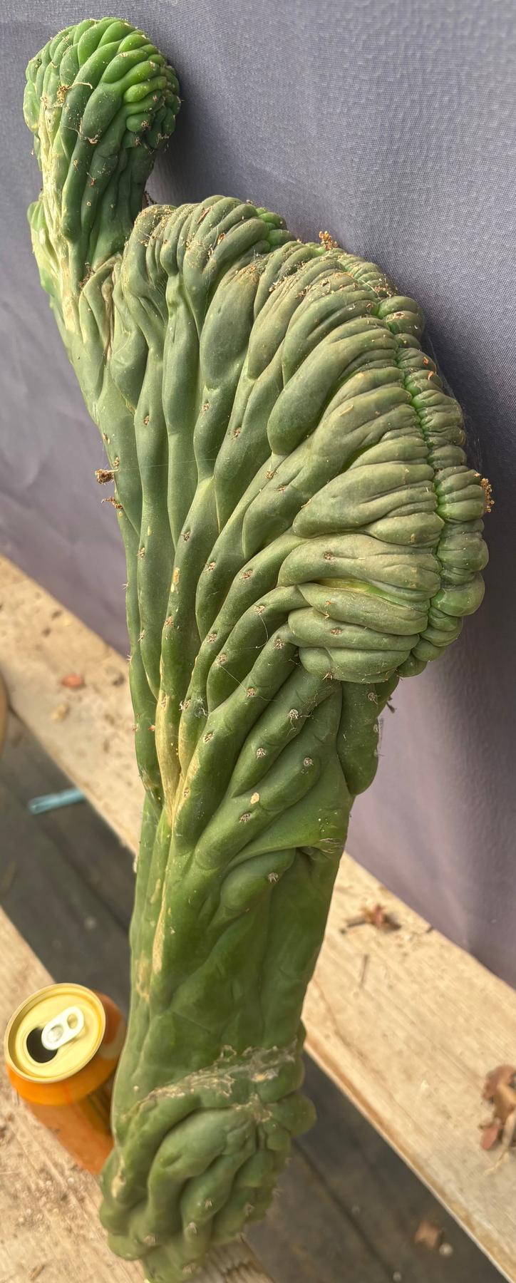 #EC109 Exact Trichocereus Pachanoi Crested Cactus Cutting 23”-Cactus - Large - Exact-The Succulent Source