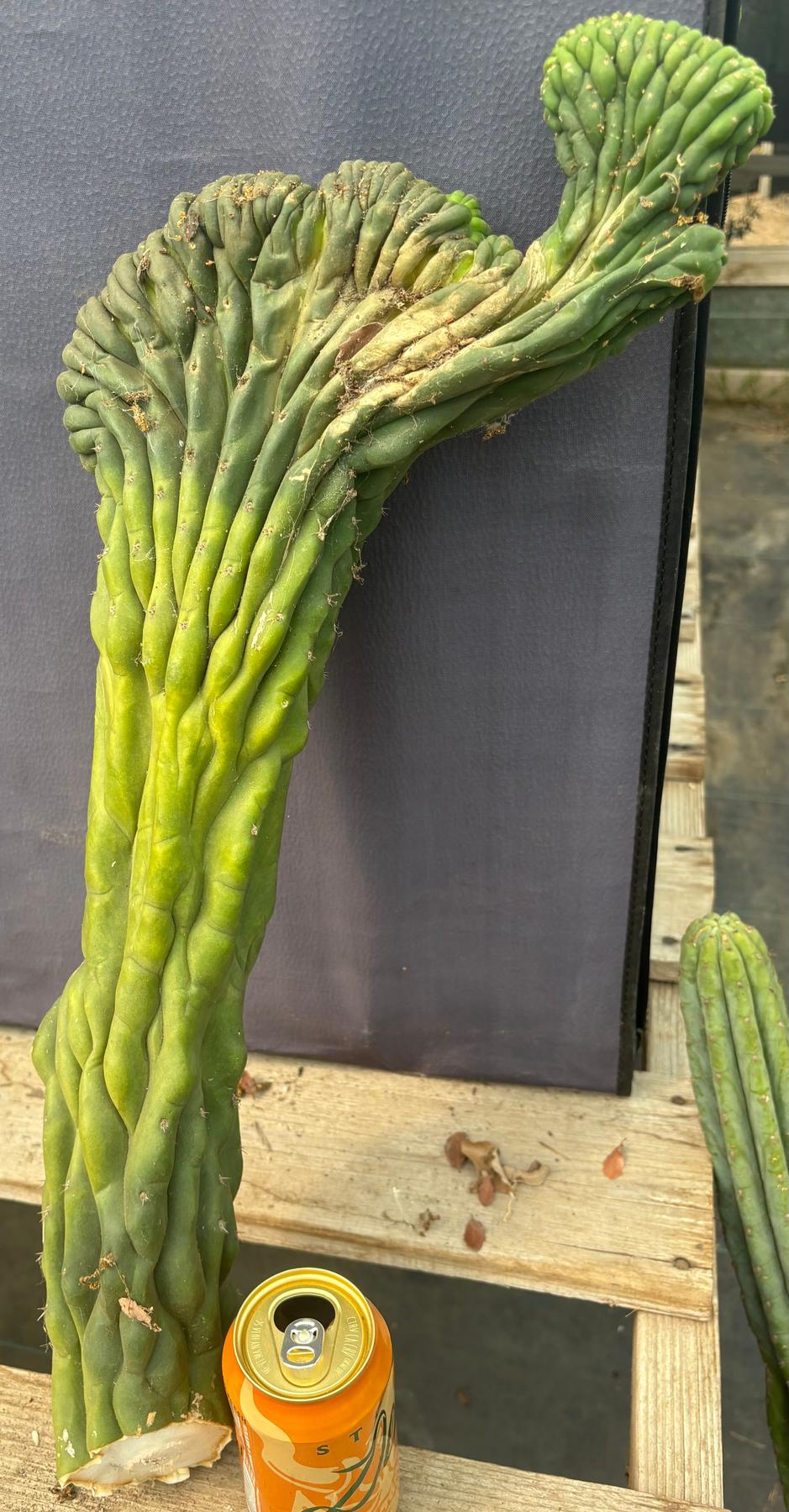 #EC109 Exact Trichocereus Pachanoi Crested Cactus Cutting 23”-Cactus - Large - Exact-The Succulent Source