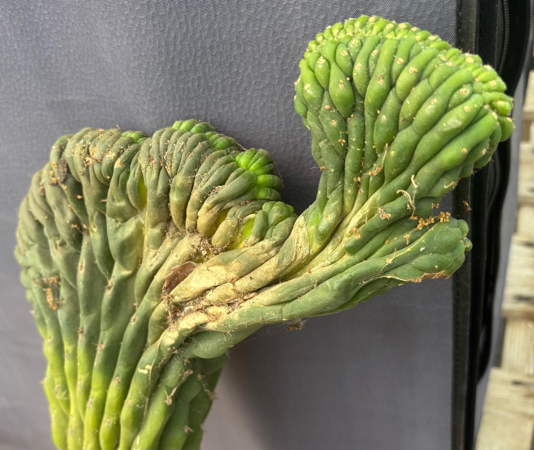 #EC109 Exact Trichocereus Pachanoi Crested Cactus Cutting 23”-Cactus - Large - Exact-The Succulent Source