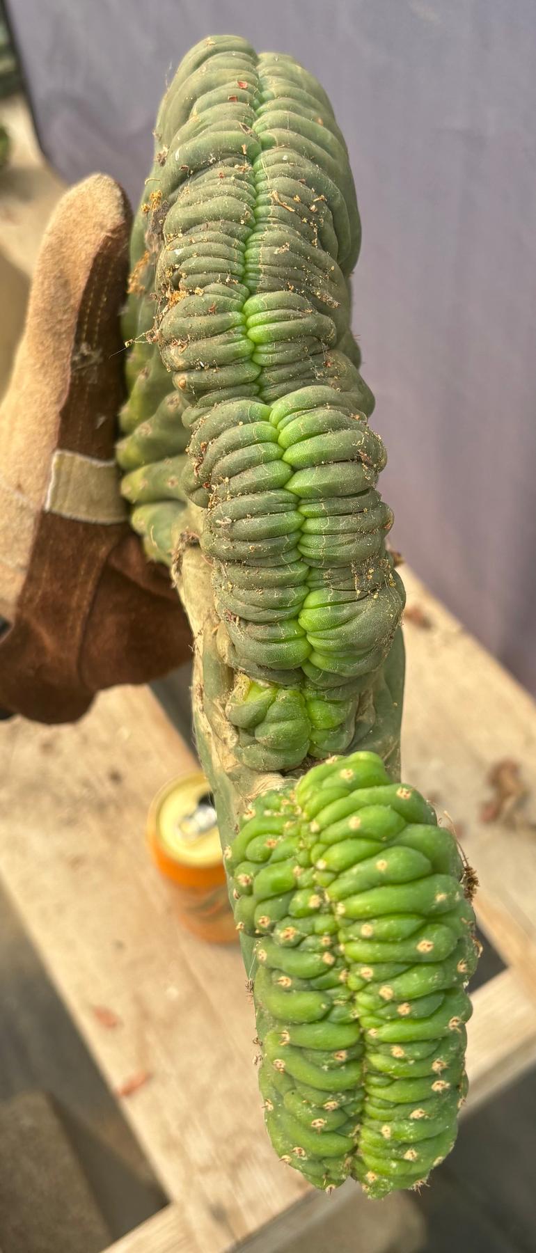 #EC109 Exact Trichocereus Pachanoi Crested Cactus Cutting 23”-Cactus - Large - Exact-The Succulent Source