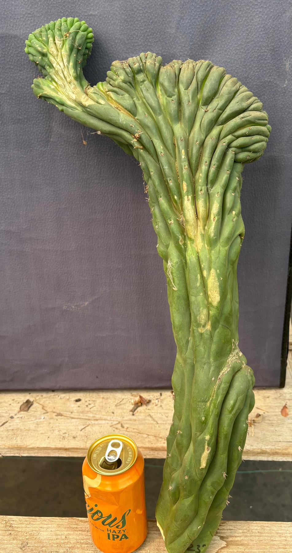 #EC109 Exact Trichocereus Pachanoi Crested Cactus Cutting 23”-Cactus - Large - Exact-The Succulent Source