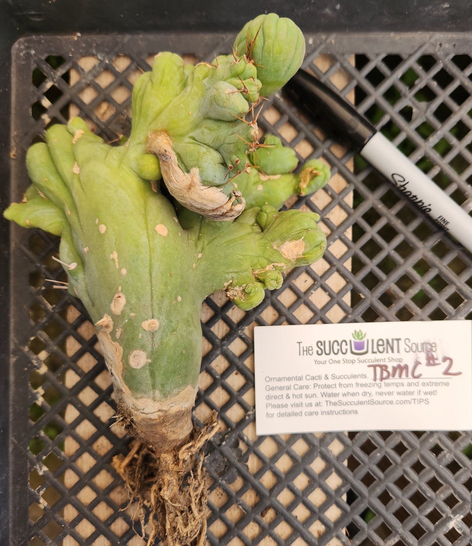 #EC11 EXACT Trichocereus Bridgesii Monstrose TBMC Crest Cactus-Cactus - Large - Exact-The Succulent Source