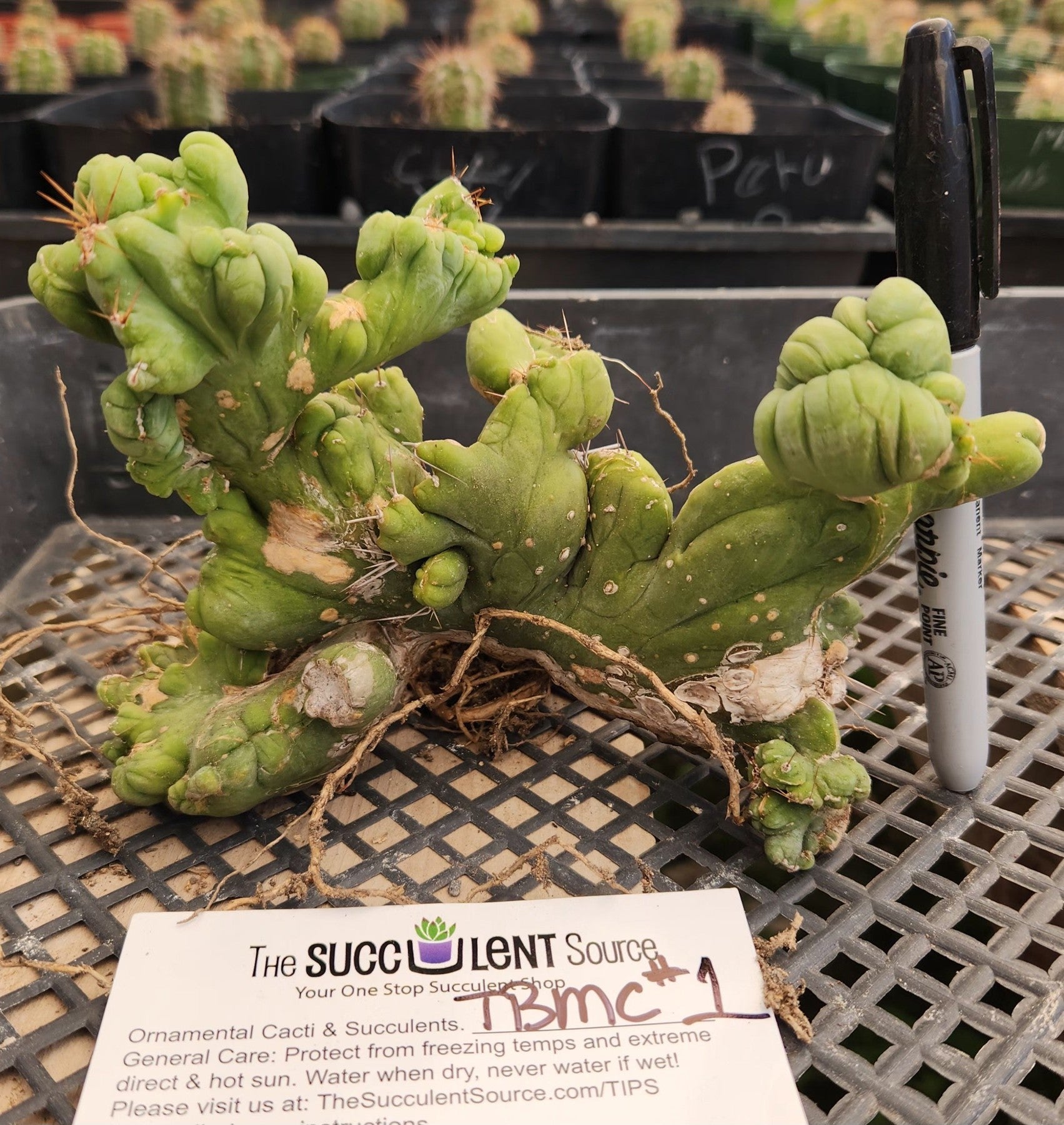 #EC11 EXACT Trichocereus Bridgesii Monstrose TBMC Crest Cactus-Cactus - Large - Exact-The Succulent Source