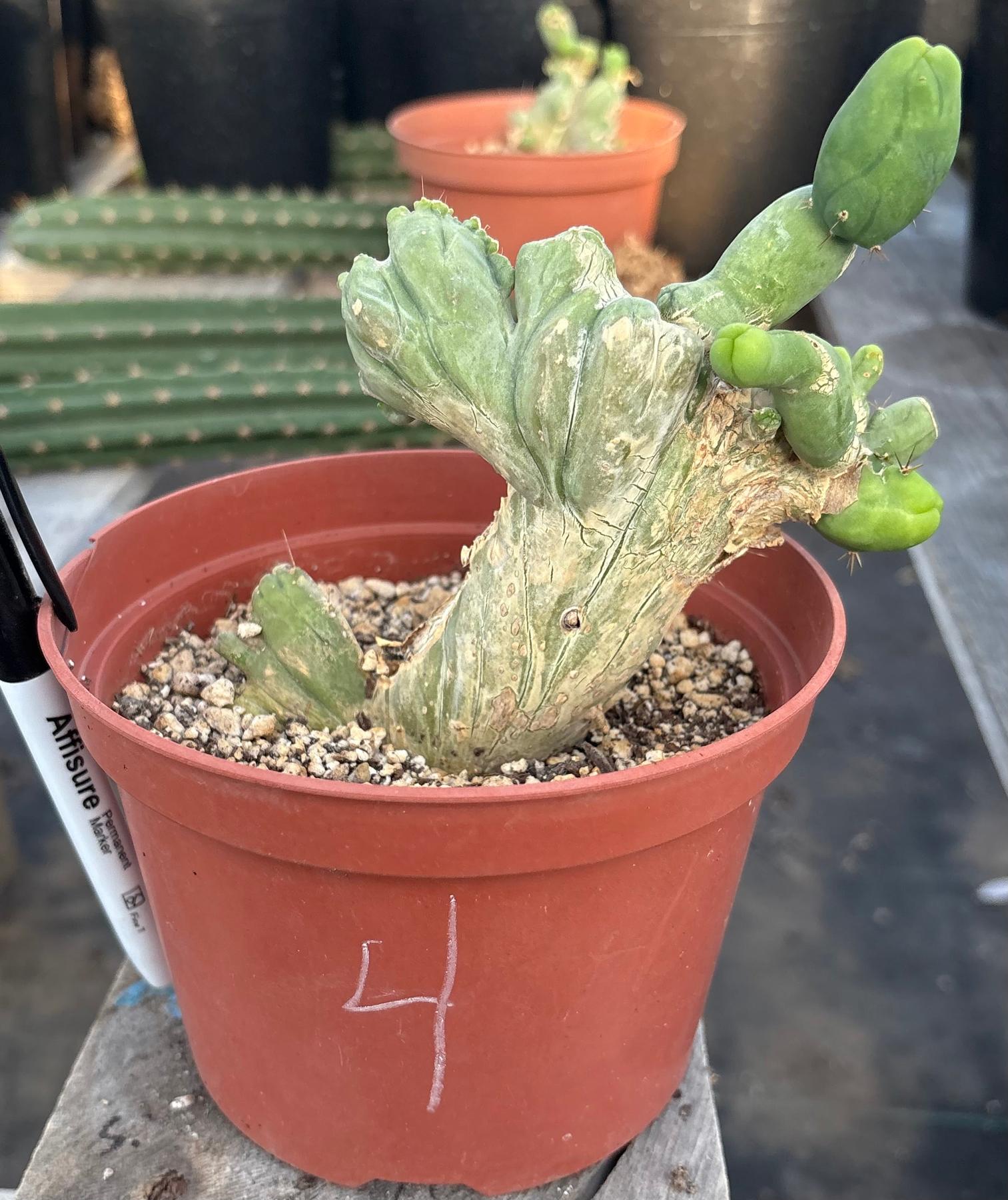 #EC11 EXACT Trichocereus Bridgesii Monstrose TBMC Crested Cactus Specimens-Cactus - Large - Exact-The Succulent Source