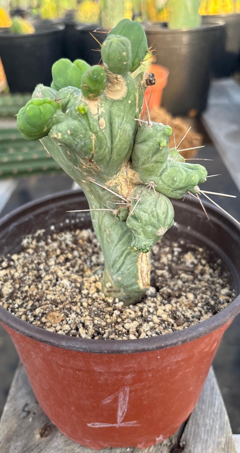 #EC11 EXACT Trichocereus Bridgesii Monstrose TBMC Crested Cactus Specimens-Cactus - Large - Exact-The Succulent Source