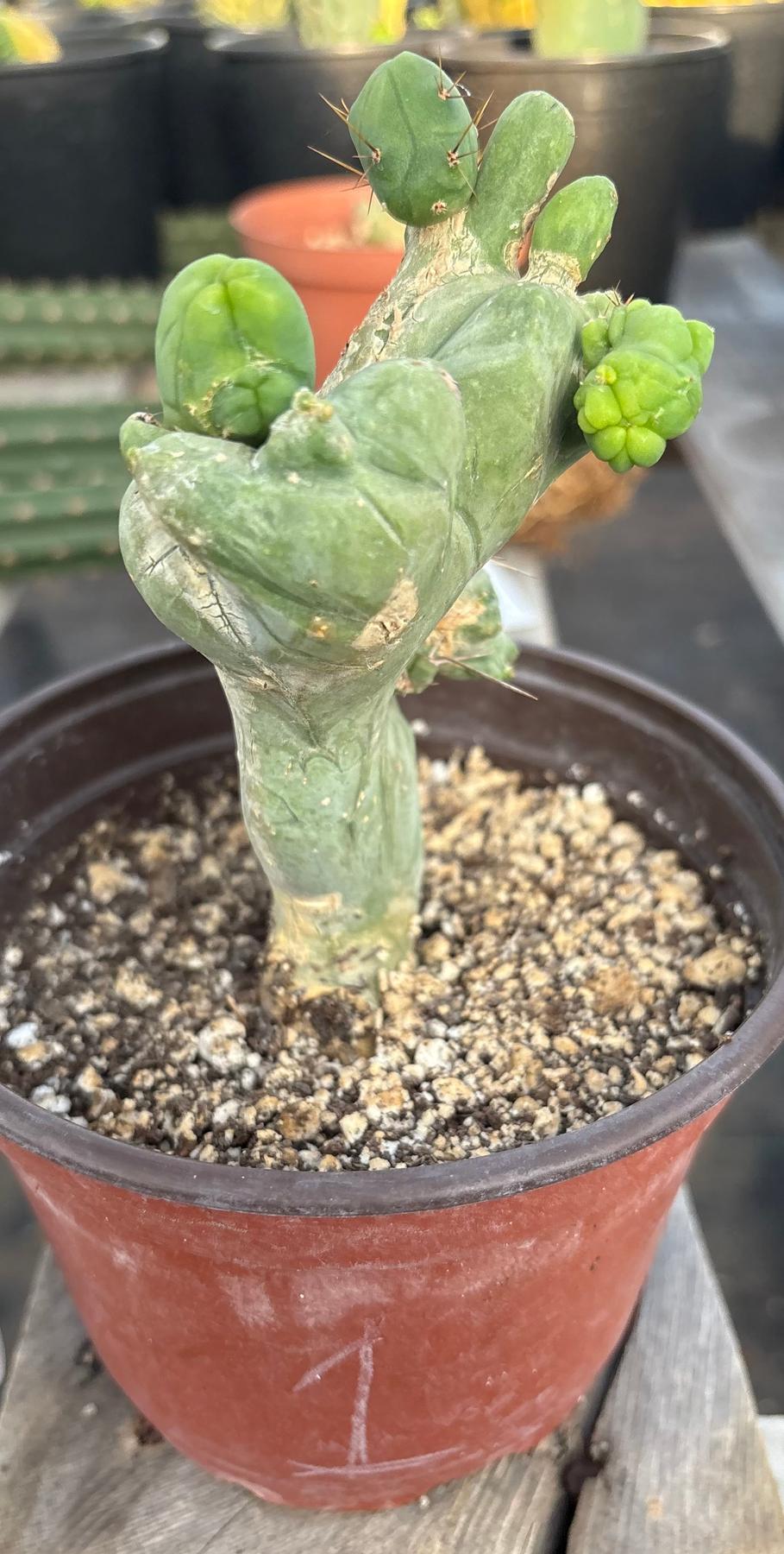 #EC11 EXACT Trichocereus Bridgesii Monstrose TBMC Crested Cactus Specimens-Cactus - Large - Exact-The Succulent Source