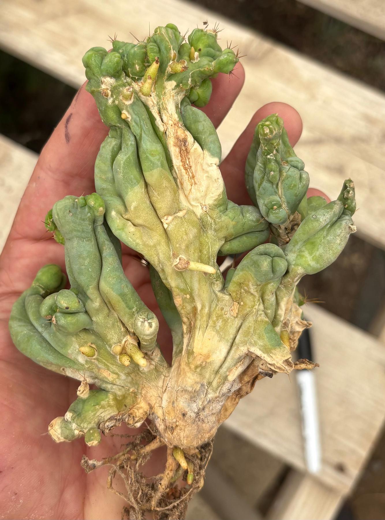 #EC11 EXACT Trichocereus Bridgesii Monstrose TBMC Crested Cactus Specimens-Cactus - Large - Exact-The Succulent Source