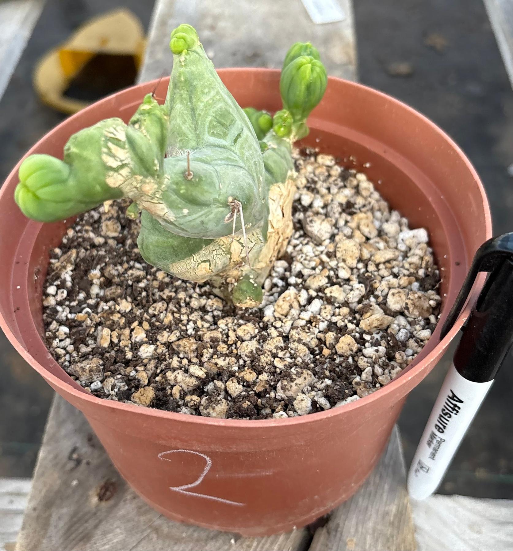 #EC11 EXACT Trichocereus Bridgesii Monstrose TBMC Crested Cactus Specimens-Cactus - Large - Exact-The Succulent Source