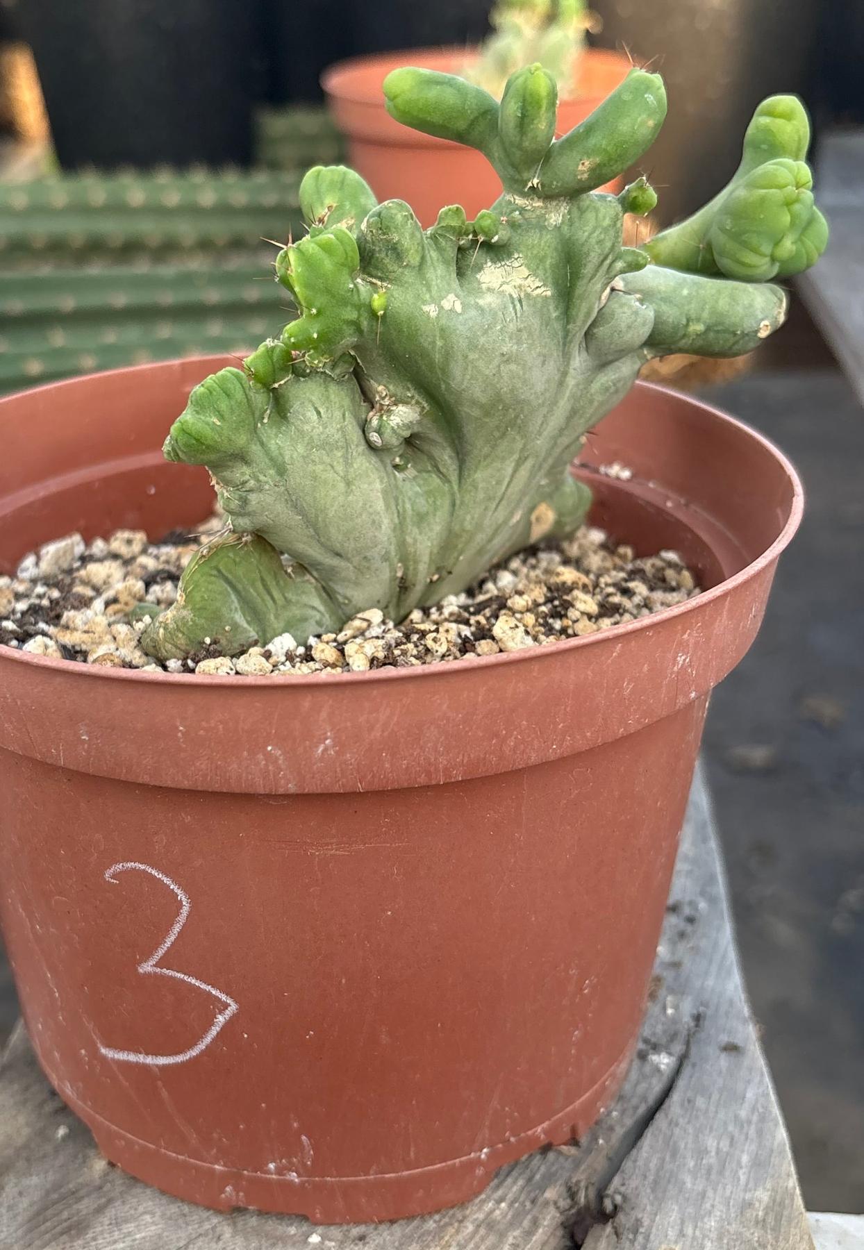 #EC11 EXACT Trichocereus Bridgesii Monstrose TBMC Crested Cactus Specimens-Cactus - Large - Exact-The Succulent Source