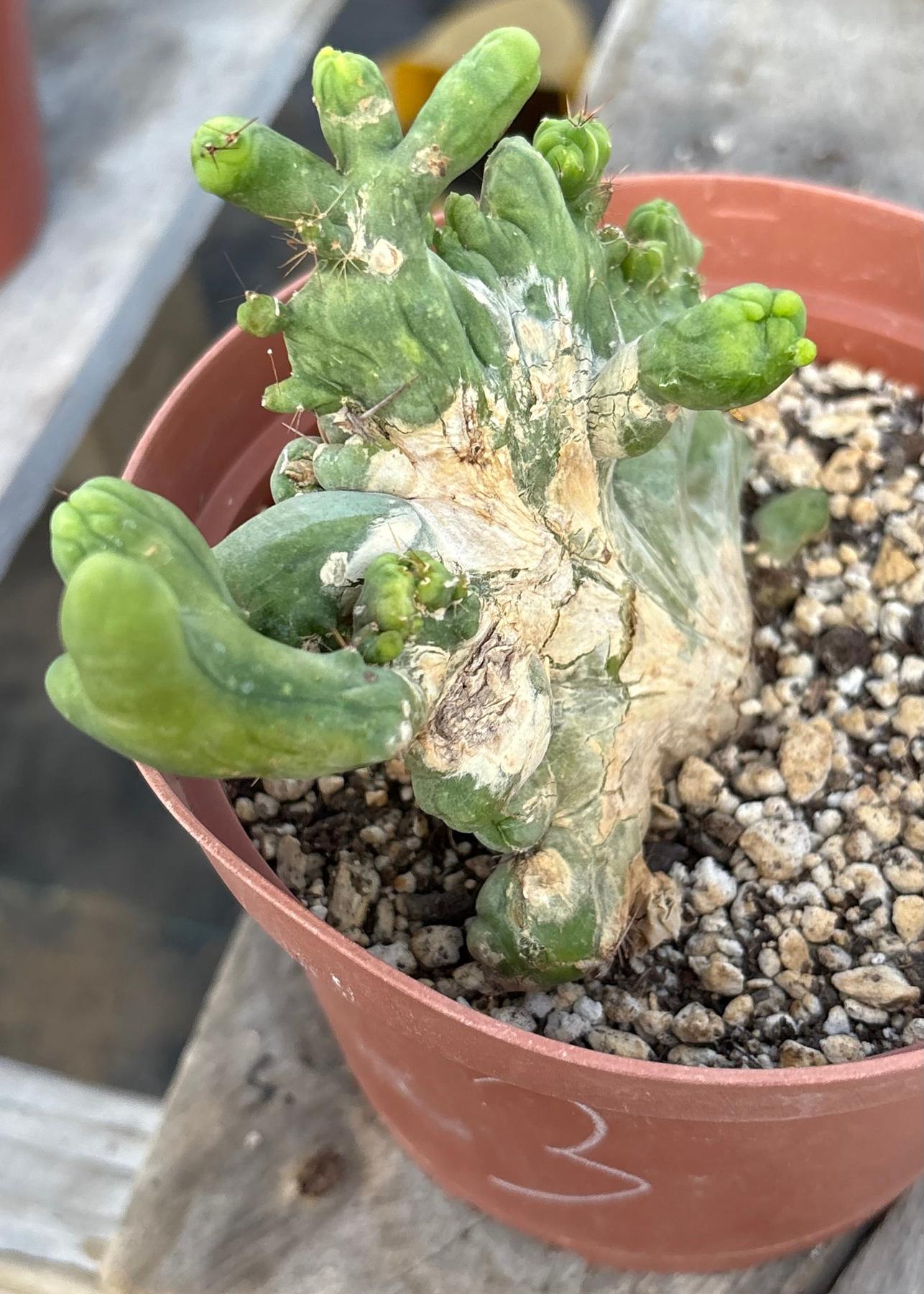 #EC11 EXACT Trichocereus Bridgesii Monstrose TBMC Crested Cactus Specimens-Cactus - Large - Exact-The Succulent Source