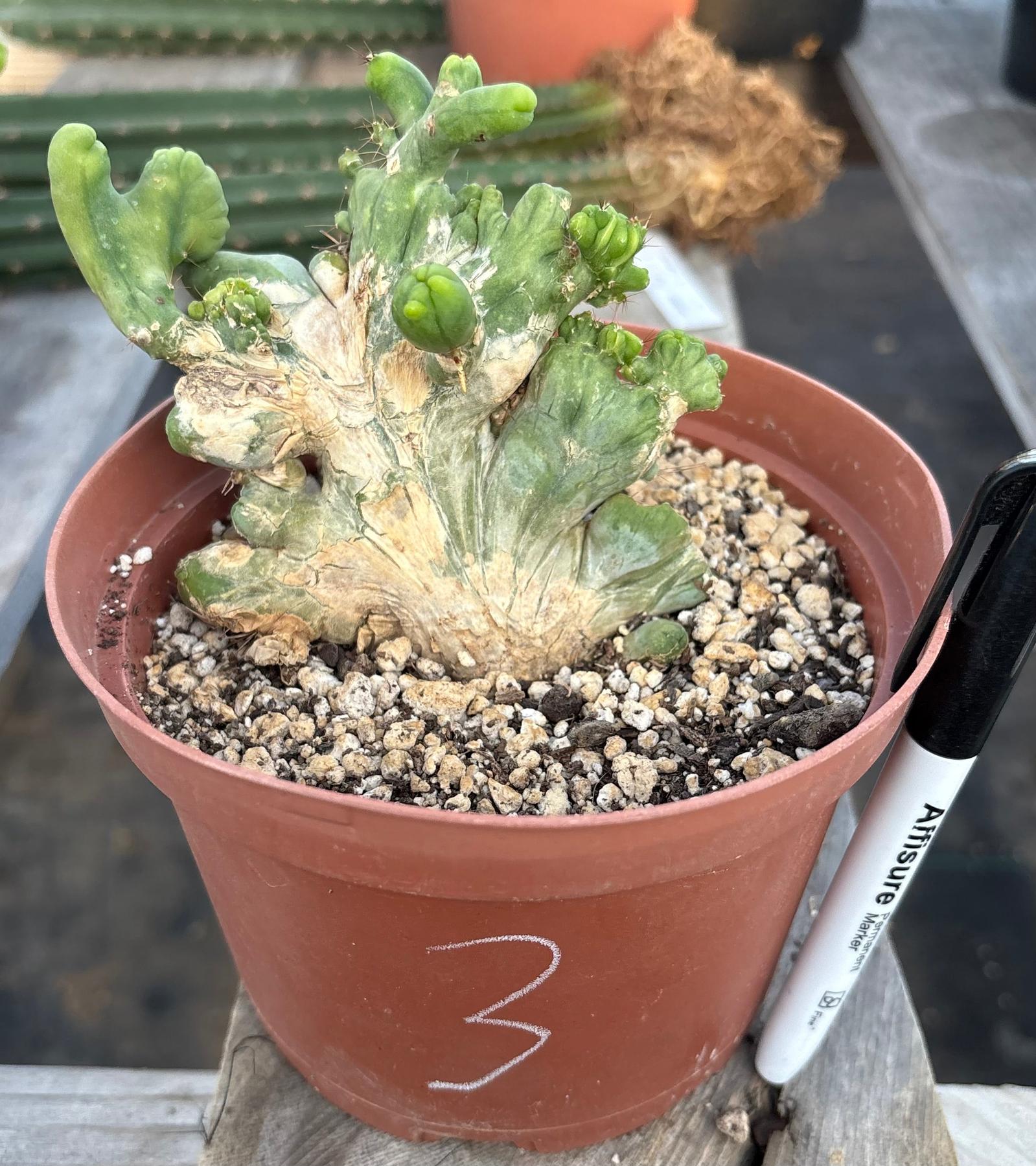 #EC11 EXACT Trichocereus Bridgesii Monstrose TBMC Crested Cactus Specimens-Cactus - Large - Exact-The Succulent Source