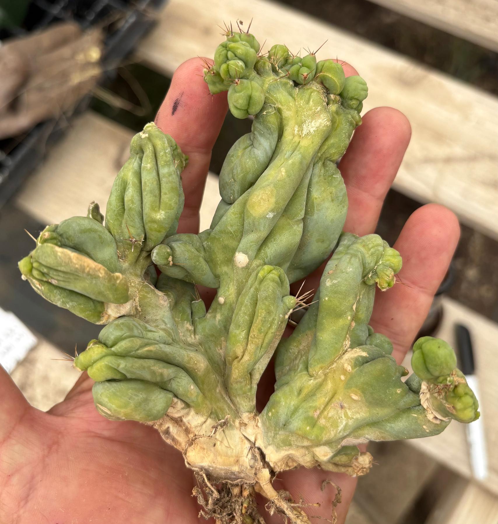 #EC11 EXACT Trichocereus Bridgesii Monstrose TBMC Crested Cactus Specimens-Cactus - Large - Exact-The Succulent Source