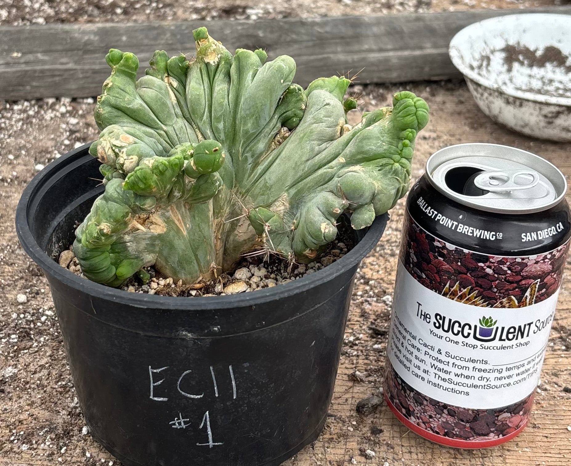 #EC11 EXACT Trichocereus Bridgesii Monstrose TBMC Crested Cactus Specimens-Cactus - Large - Exact-The Succulent Source