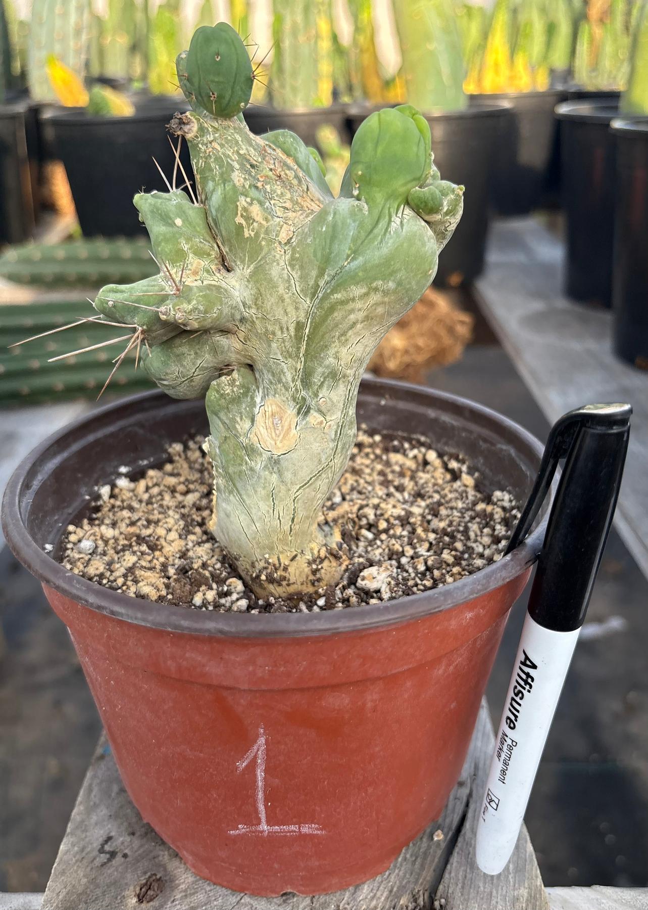 #EC11 EXACT Trichocereus Bridgesii Monstrose TBMC Crested Cactus Specimens-Cactus - Large - Exact-The Succulent Source