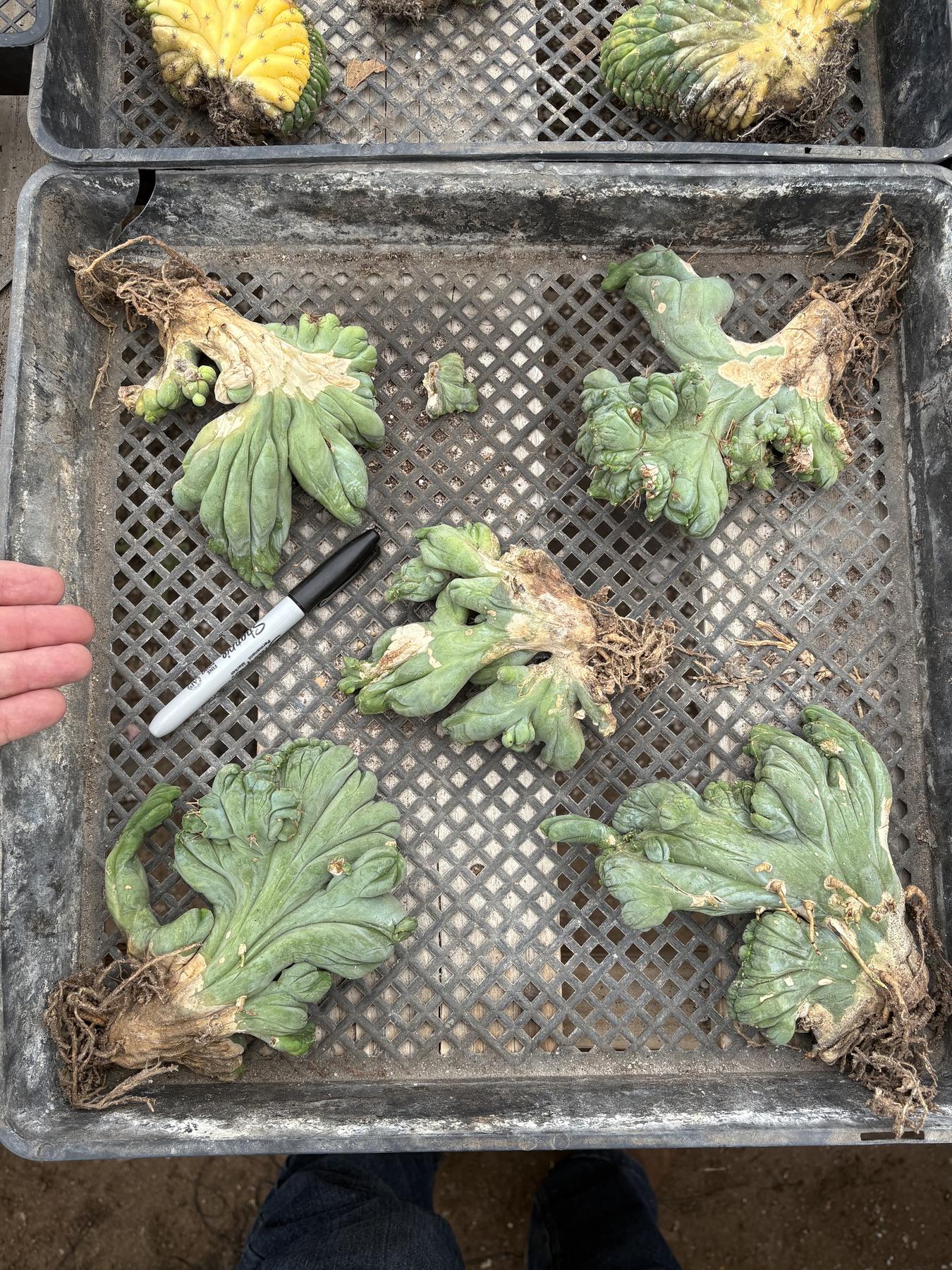 #EC11 EXACT Trichocereus Bridgesii Monstrose TBMC Crested Cactus Specimens-Cactus - Large - Exact-The Succulent Source