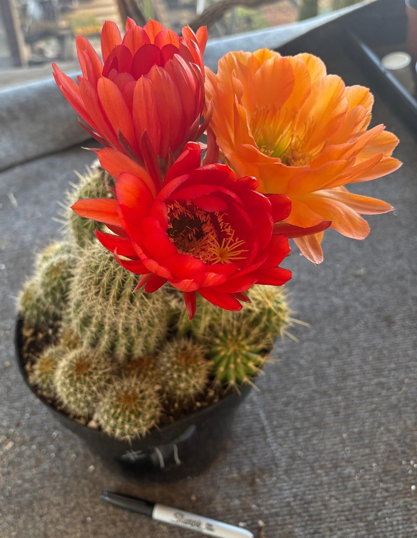 Trichocereus Grandiflorus Hybrid colored flower Cactus-Cactus - Large-The Succulent Source