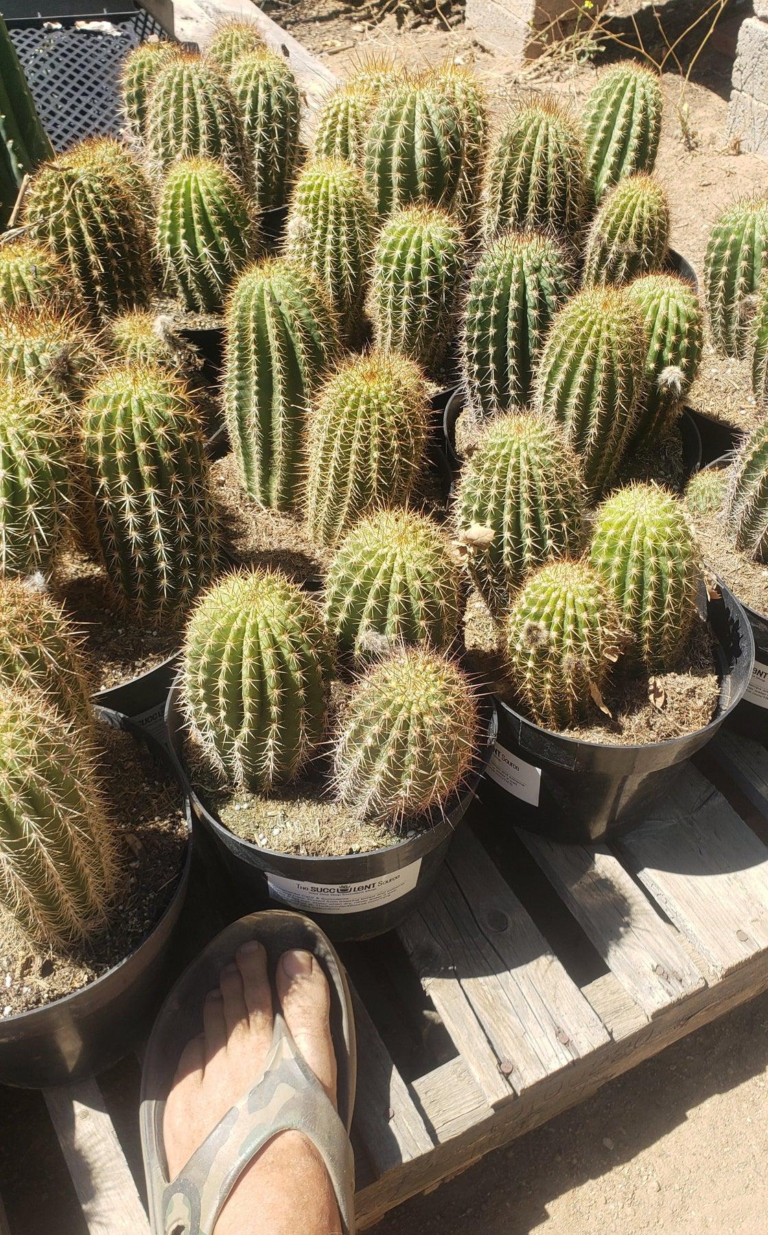 #EC111 Trichocereus Grandiflorus Ornamental Cactus Potted 8