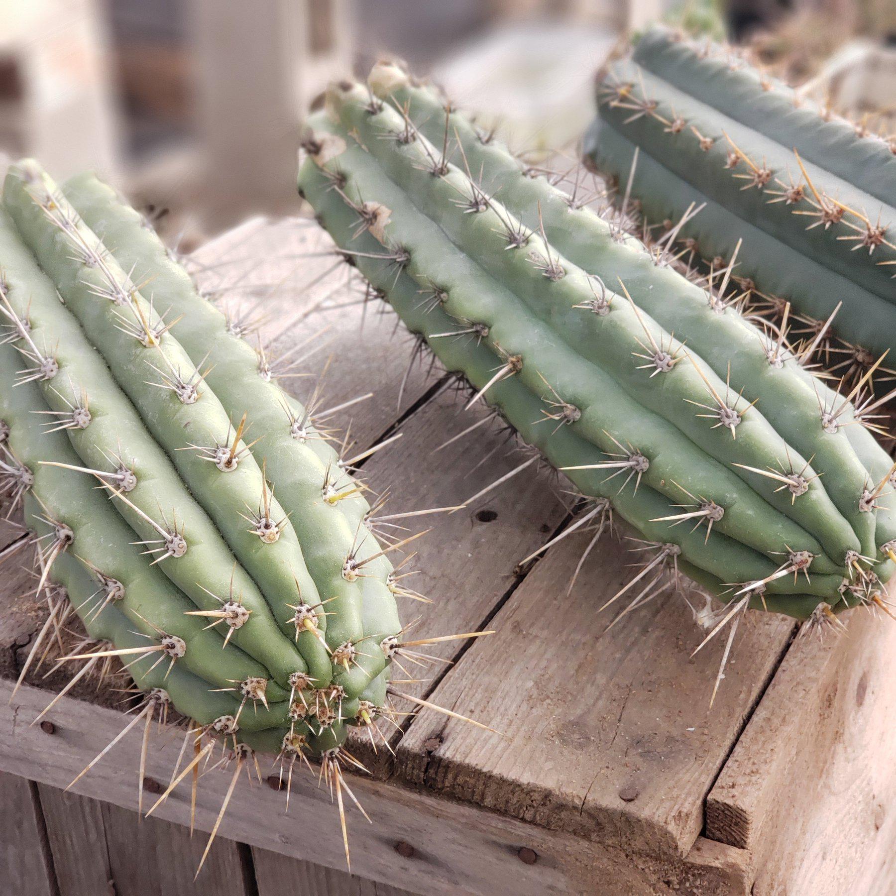 #EC112 EXACT Trichocereus Cuzcoensis Cactus CUTTINGS-Cactus - Large - Exact-The Succulent Source