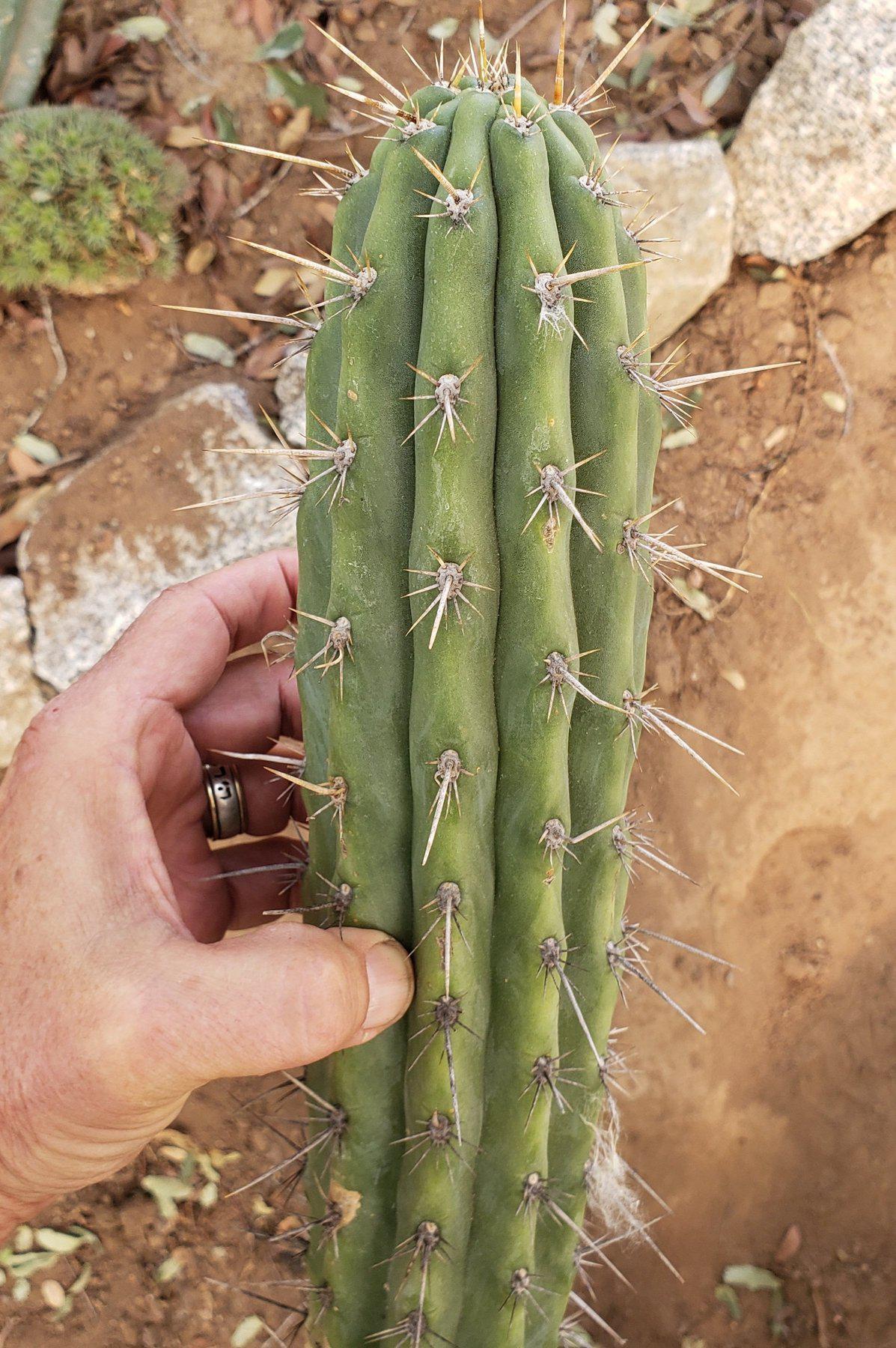#EC112 EXACT Trichocereus Cuzcoensis Cactus CUTTINGS-Cactus - Large - Exact-The Succulent Source