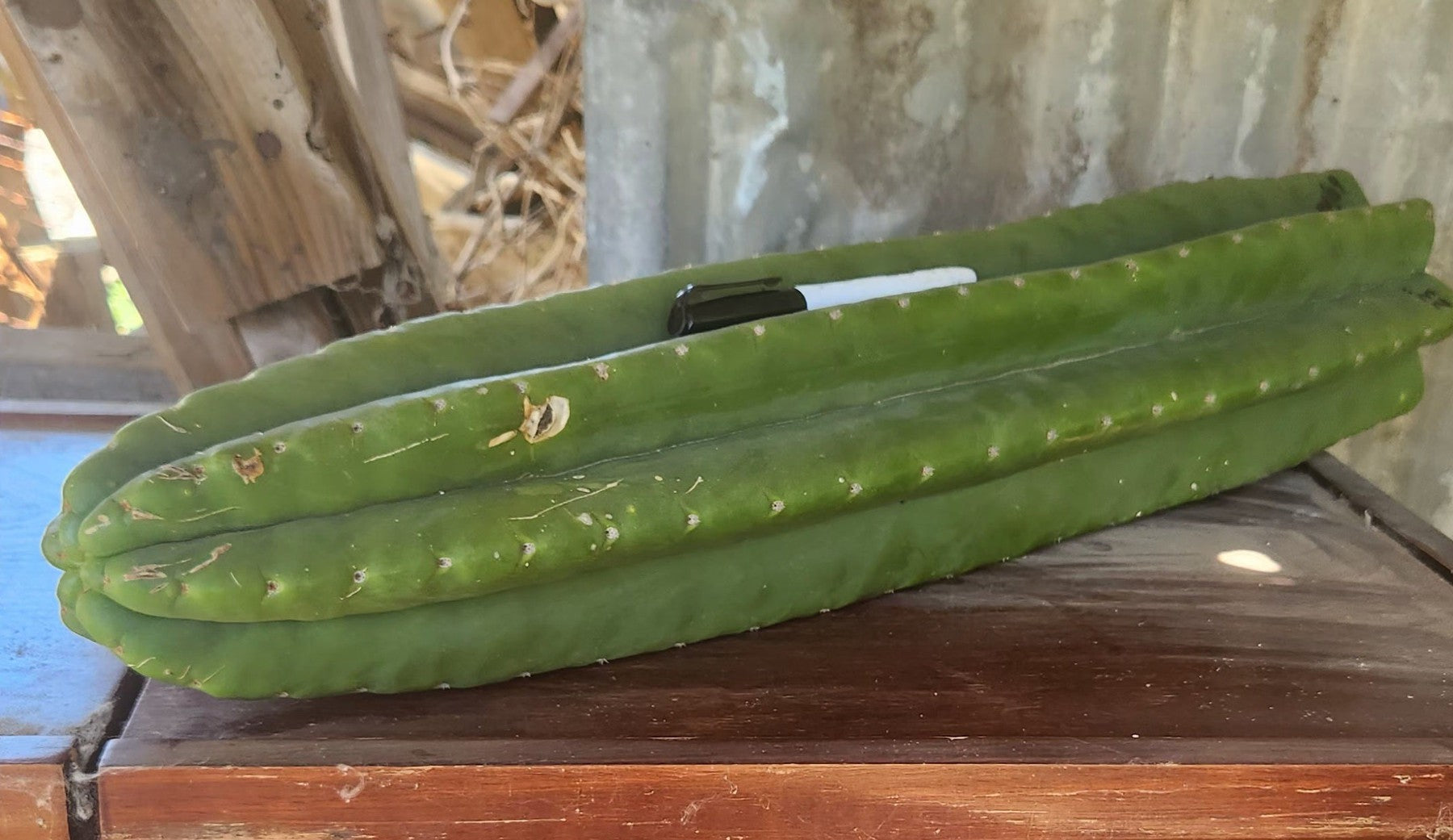 #EC115 EXACT Trichocereus Hybrid Malo4 X Huarazensis Cactus Cutting 23"-Cactus - Large - Exact-The Succulent Source