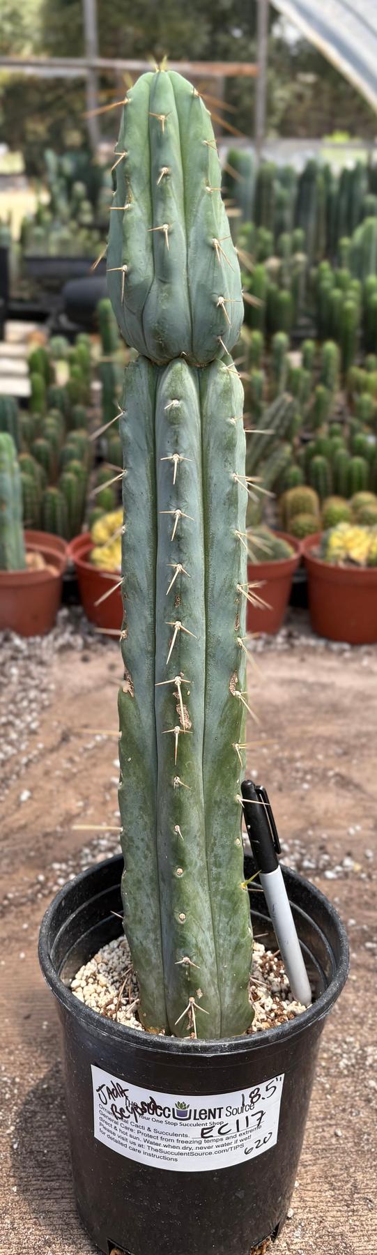 #EC117 EXACT Trichocereus Bridgesii JADA Cactus 18.5”-Cactus - Large - Exact-The Succulent Source