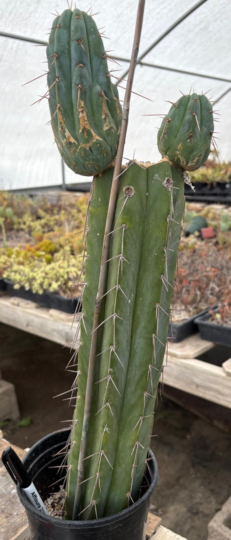 #EC117 EXACT Trichocereus Bridgesii JADA Cactus 21.5”-Cactus - Large - Exact-The Succulent Source