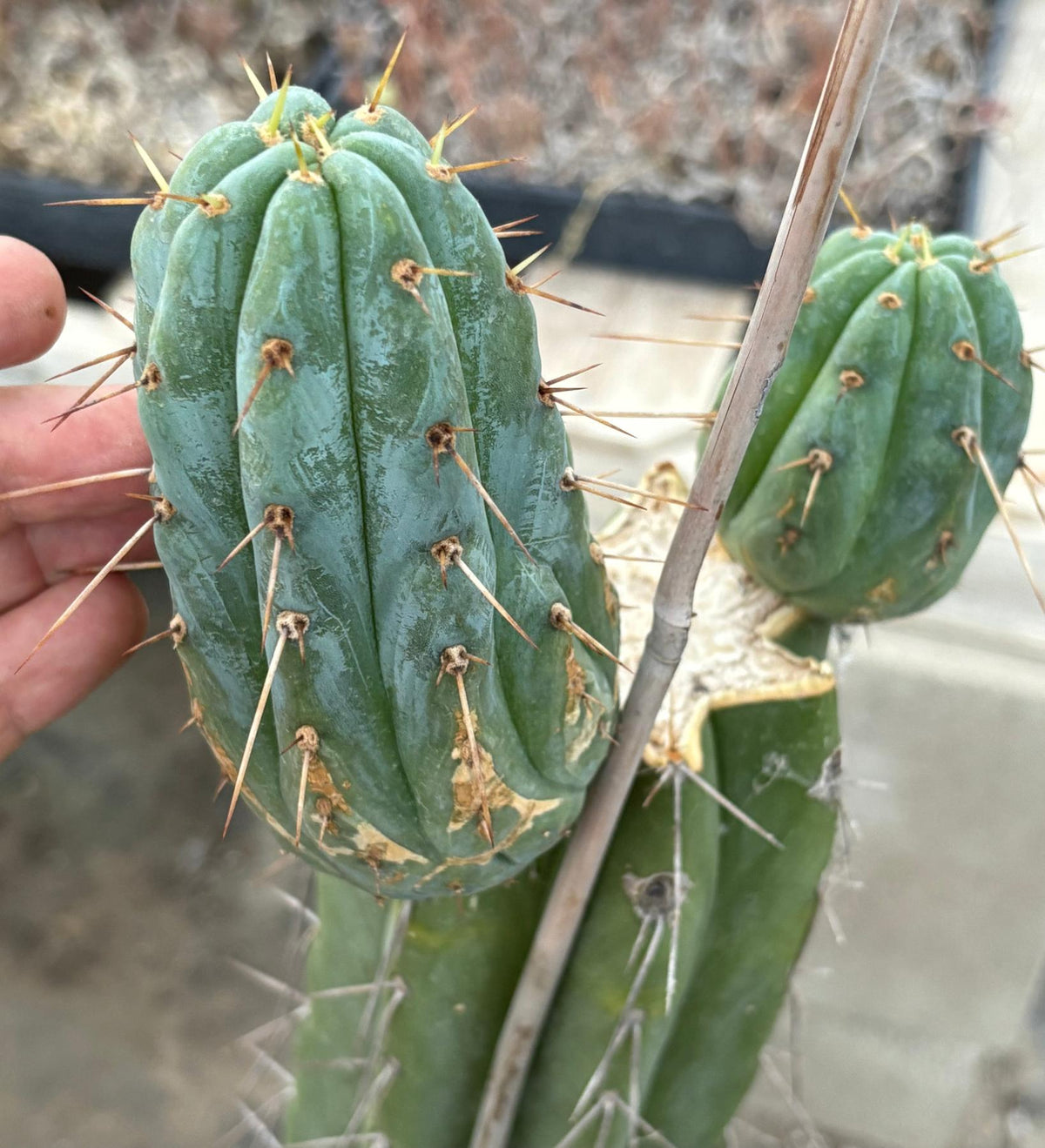 #EC117 EXACT Trichocereus Bridgesii JADA Cactus 21.5”-Cactus - Large - Exact-The Succulent Source