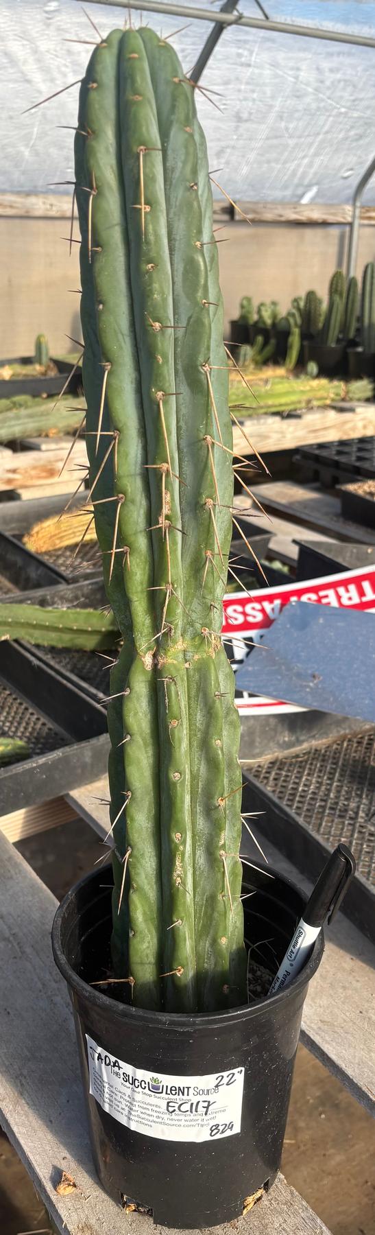san pedro cactus cold hardiness #EC117 EXACT Trichocereus Bridgesii JADA Cactus 22”