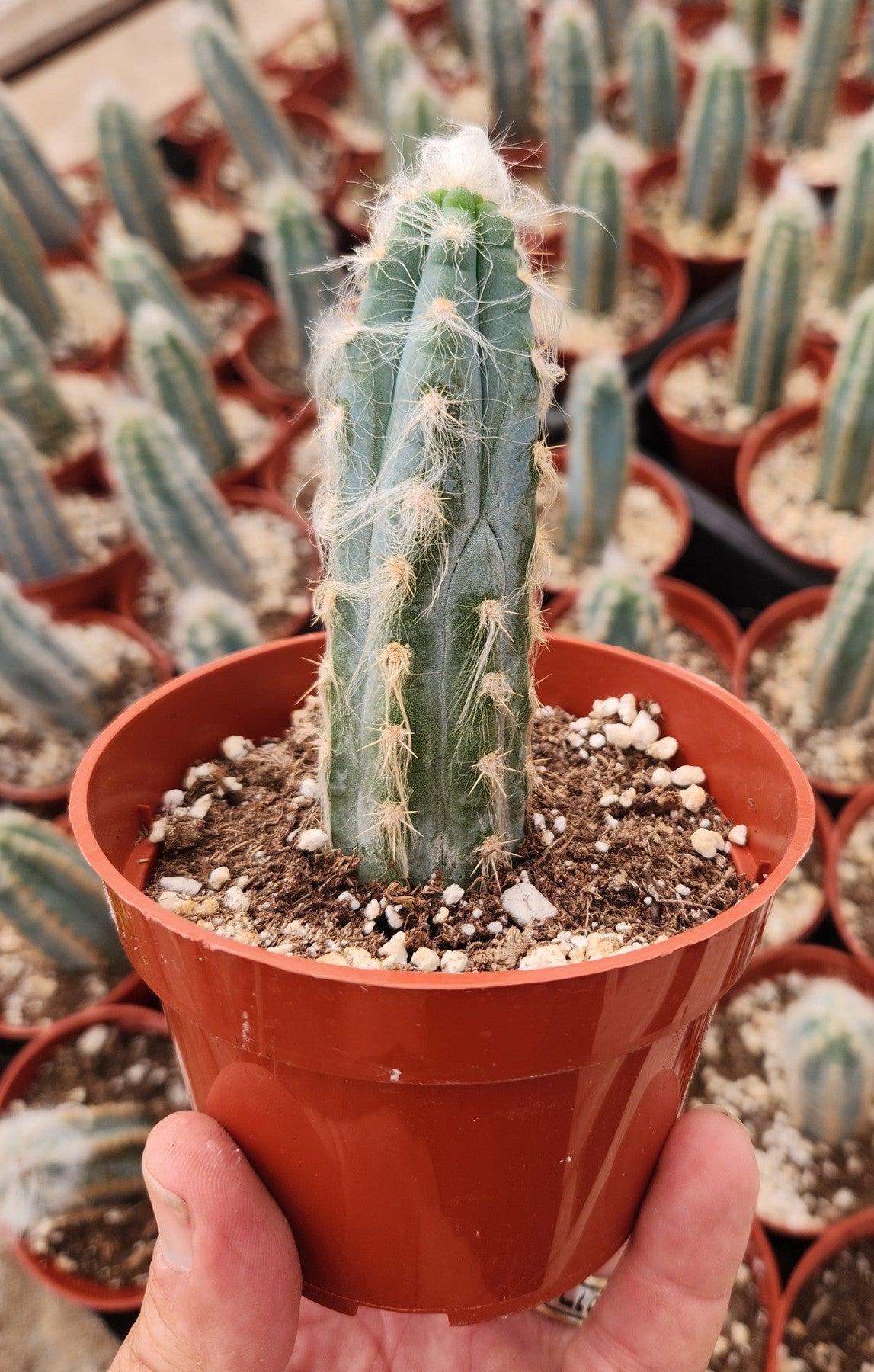 #EC118 Pilocereus Cactus Potted in 4" container-Cactus - Large - Exact-The Succulent Source