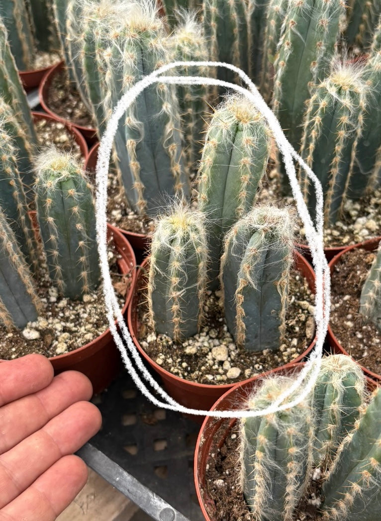 #EC118 Pilocereus Cactus Potted in 4" container-Cactus - Large - Exact-The Succulent Source
