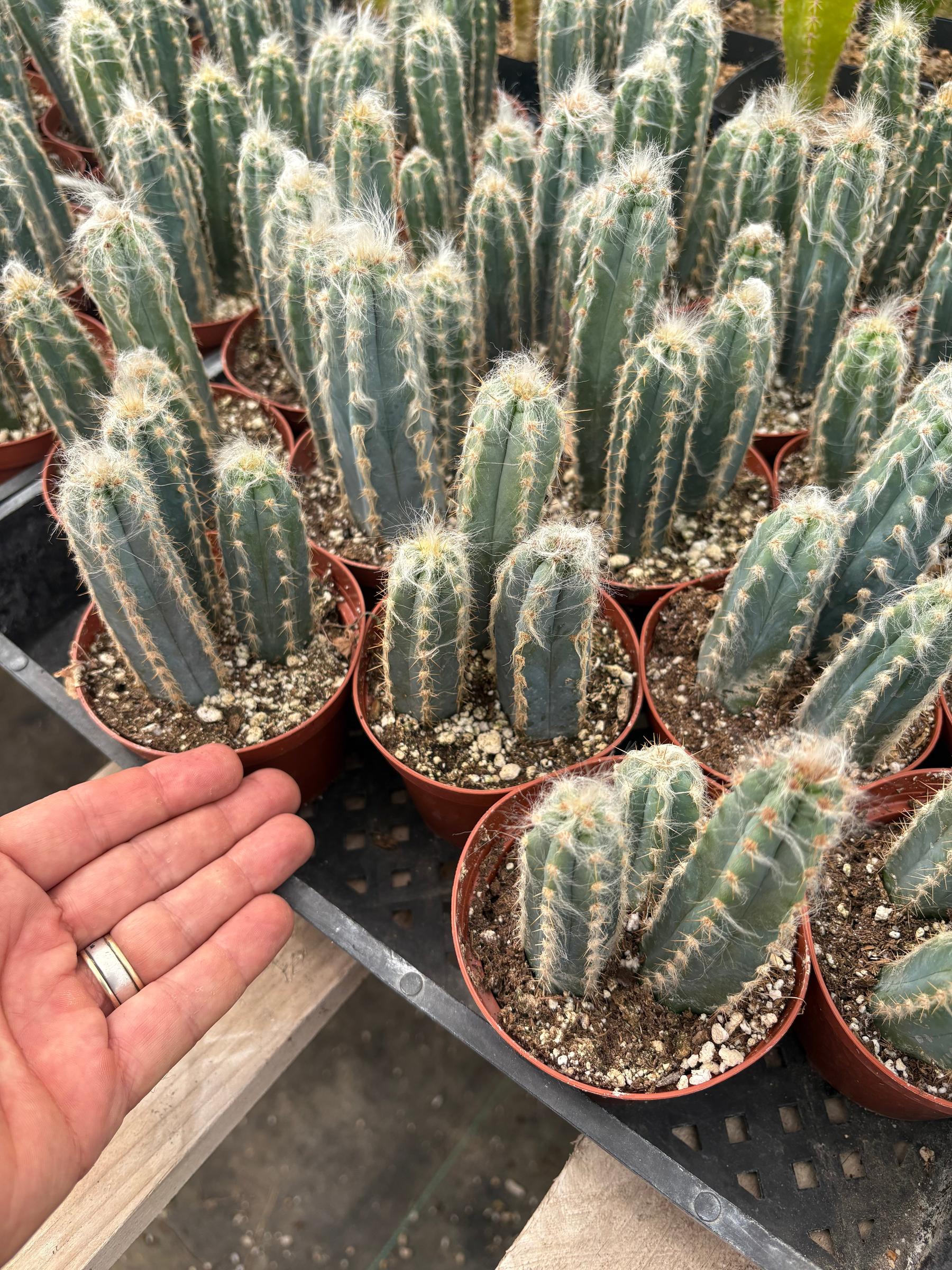 #EC118 Pilocereus Glaucescens Cactus Potted in 4