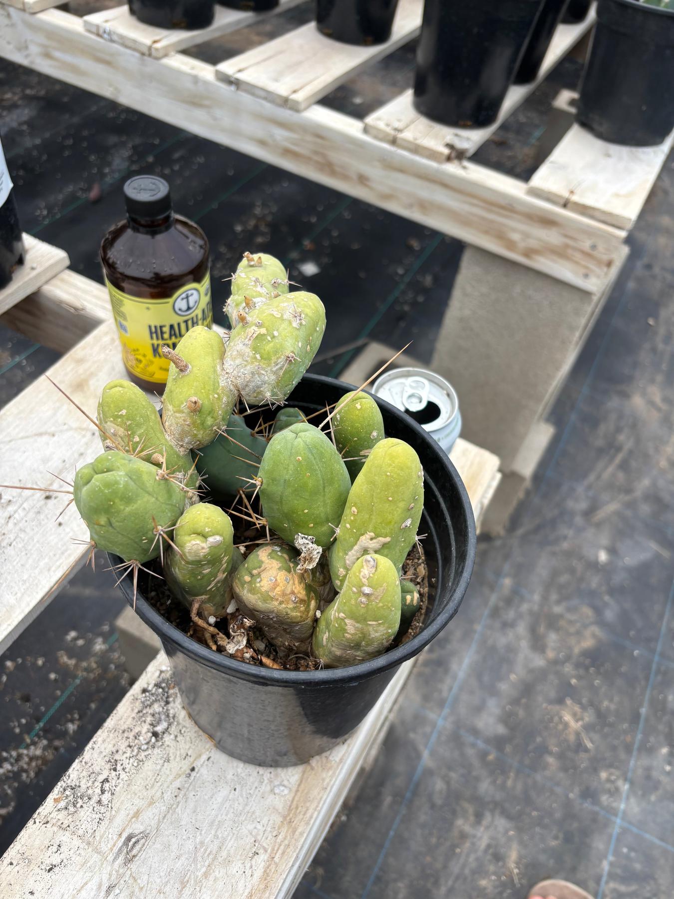 #EC119 EXACT Trichocereus Bridgesii Monstrose TBM Ornamental Cactus 16+segs-Cactus - Large - Exact-The Succulent Source