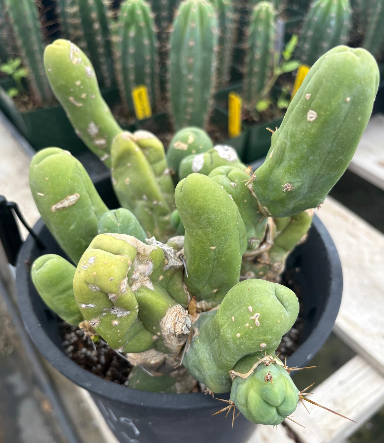 #EC119 EXACT Trichocereus Bridgesii Monstrose TBM Ornamental Cactus 18+ segs