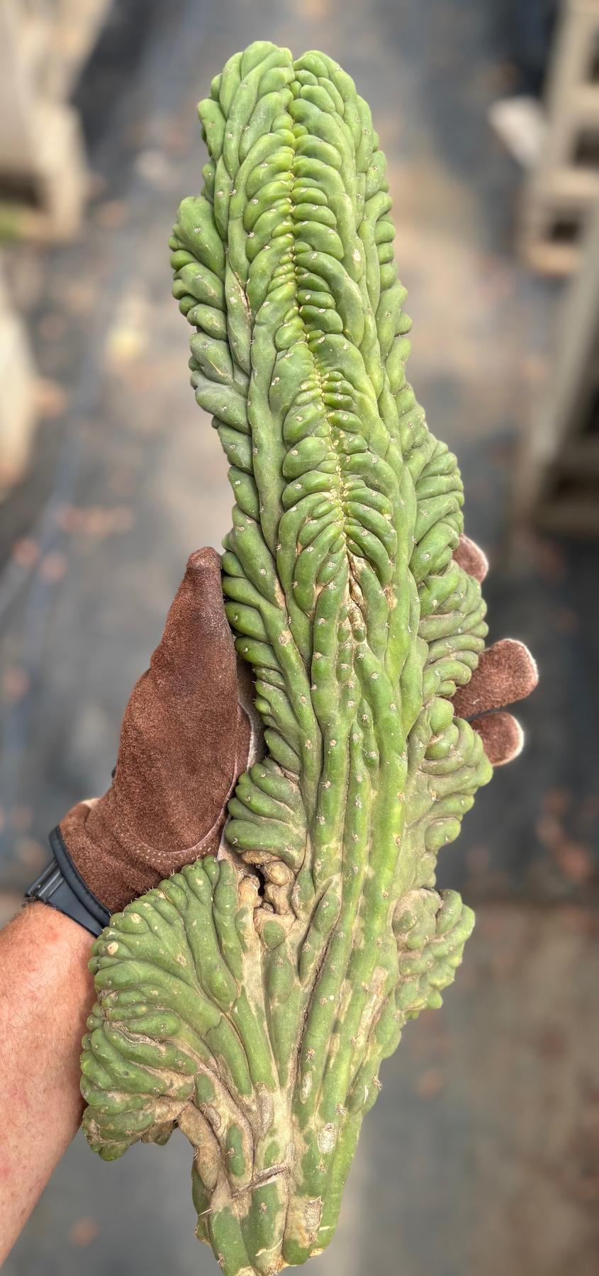 #EC12 EXACT Crested Trichocereus Pachanoi Cactus Cutting-Cactus - Large - Exact-The Succulent Source