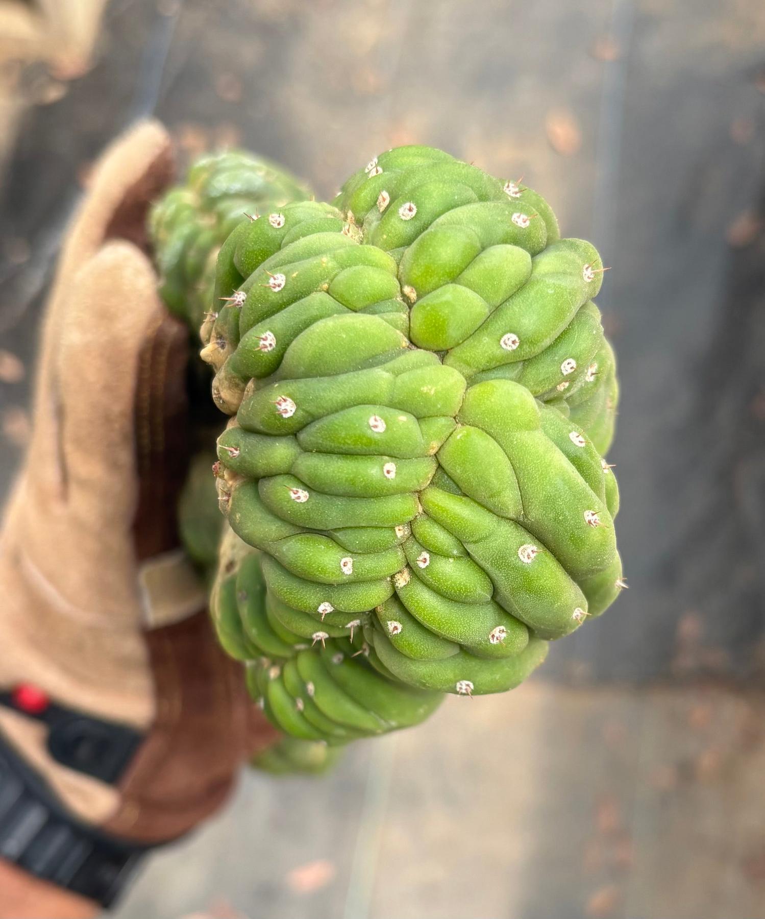 #EC12 EXACT Crested Trichocereus Pachanoi Cactus Cutting-Cactus - Large - Exact-The Succulent Source