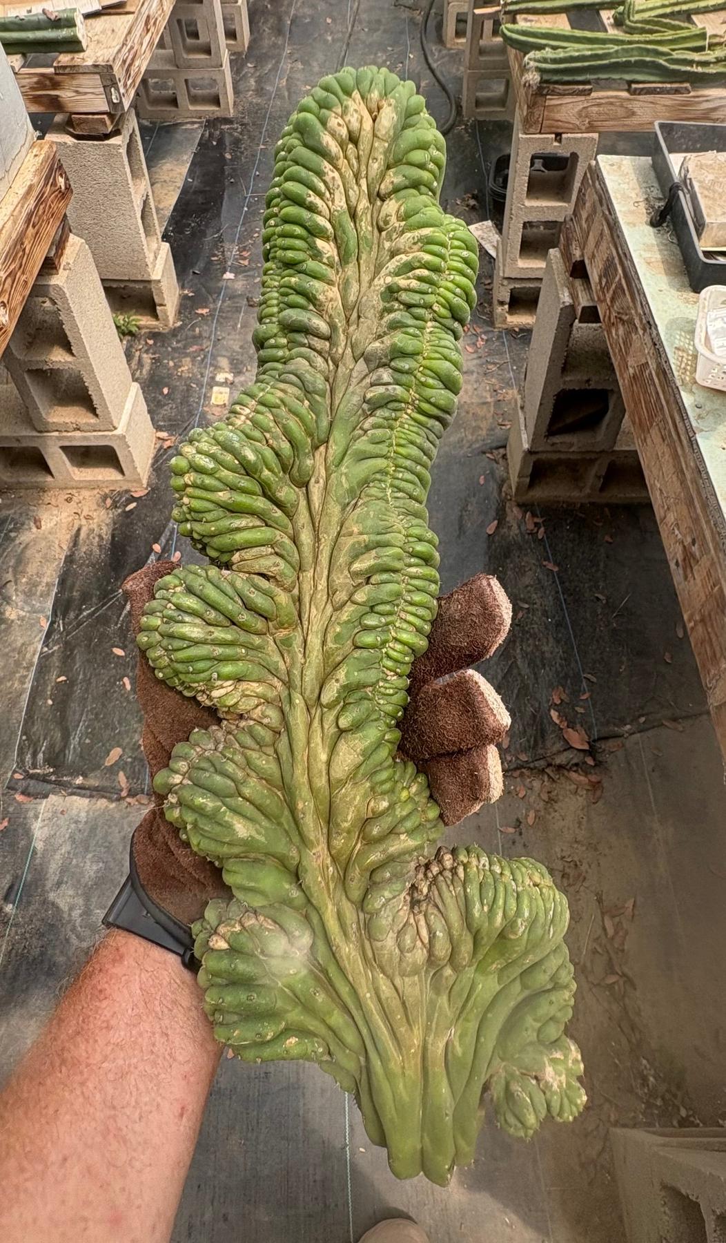 #EC12 EXACT Crested Trichocereus Pachanoi Cactus Cutting-Cactus - Large - Exact-The Succulent Source